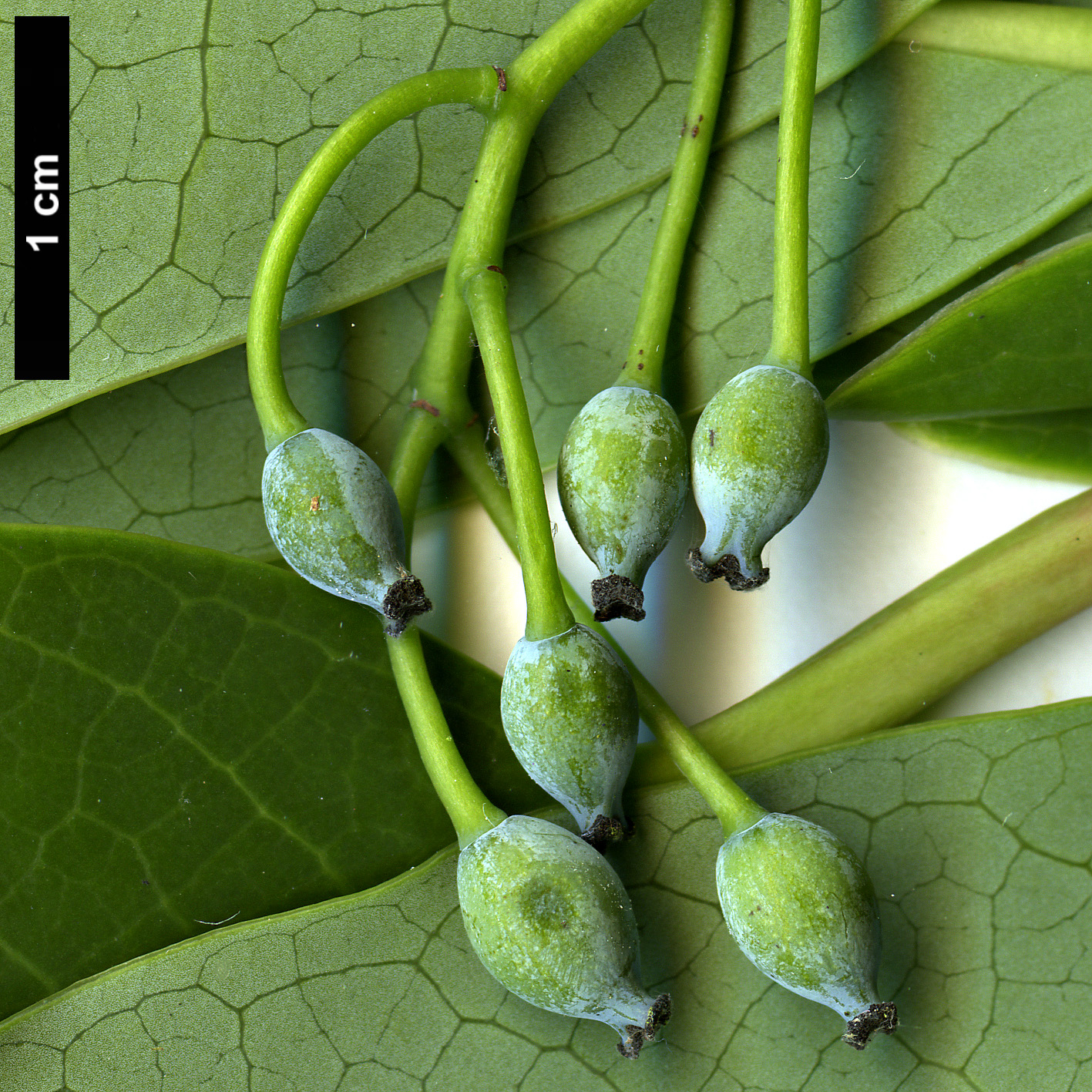 High resolution image: Family: Daphniphyllaceae - Genus: Daphniphyllum - Taxon: pentandrum