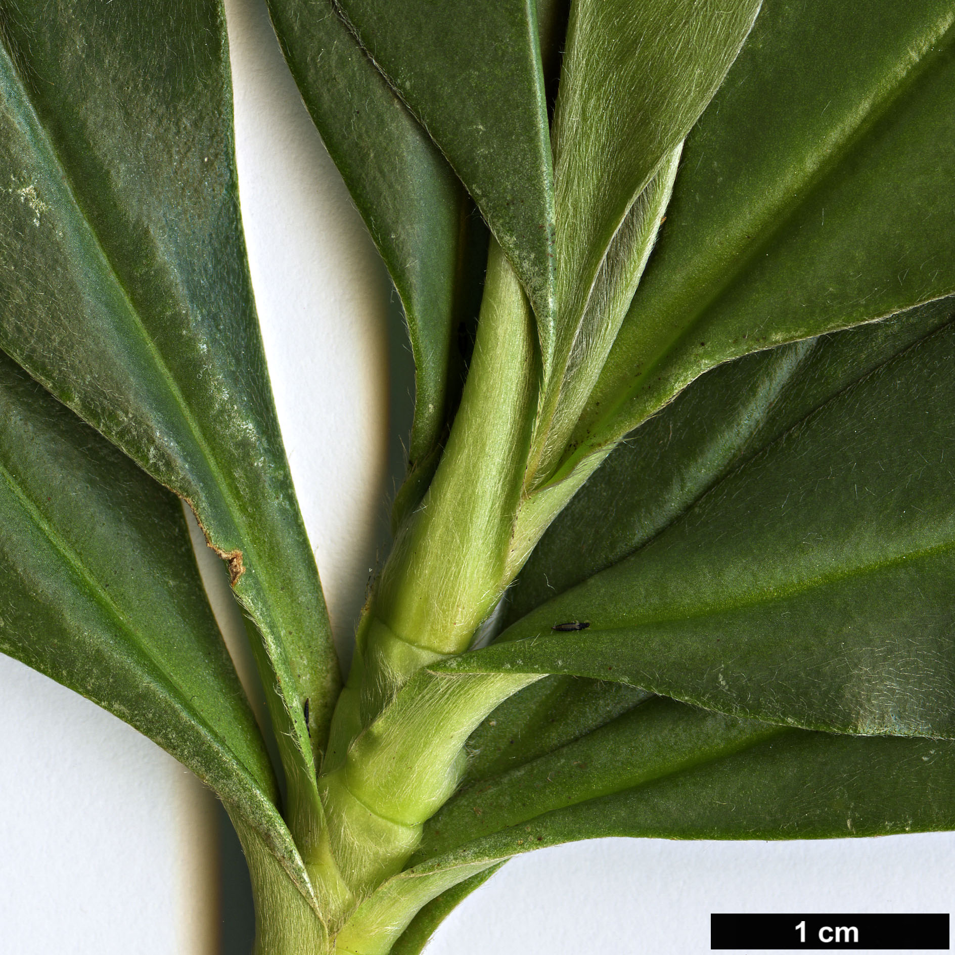 High resolution image: Family: Dilleniaceae - Genus: Hibbertia - Taxon: scandens