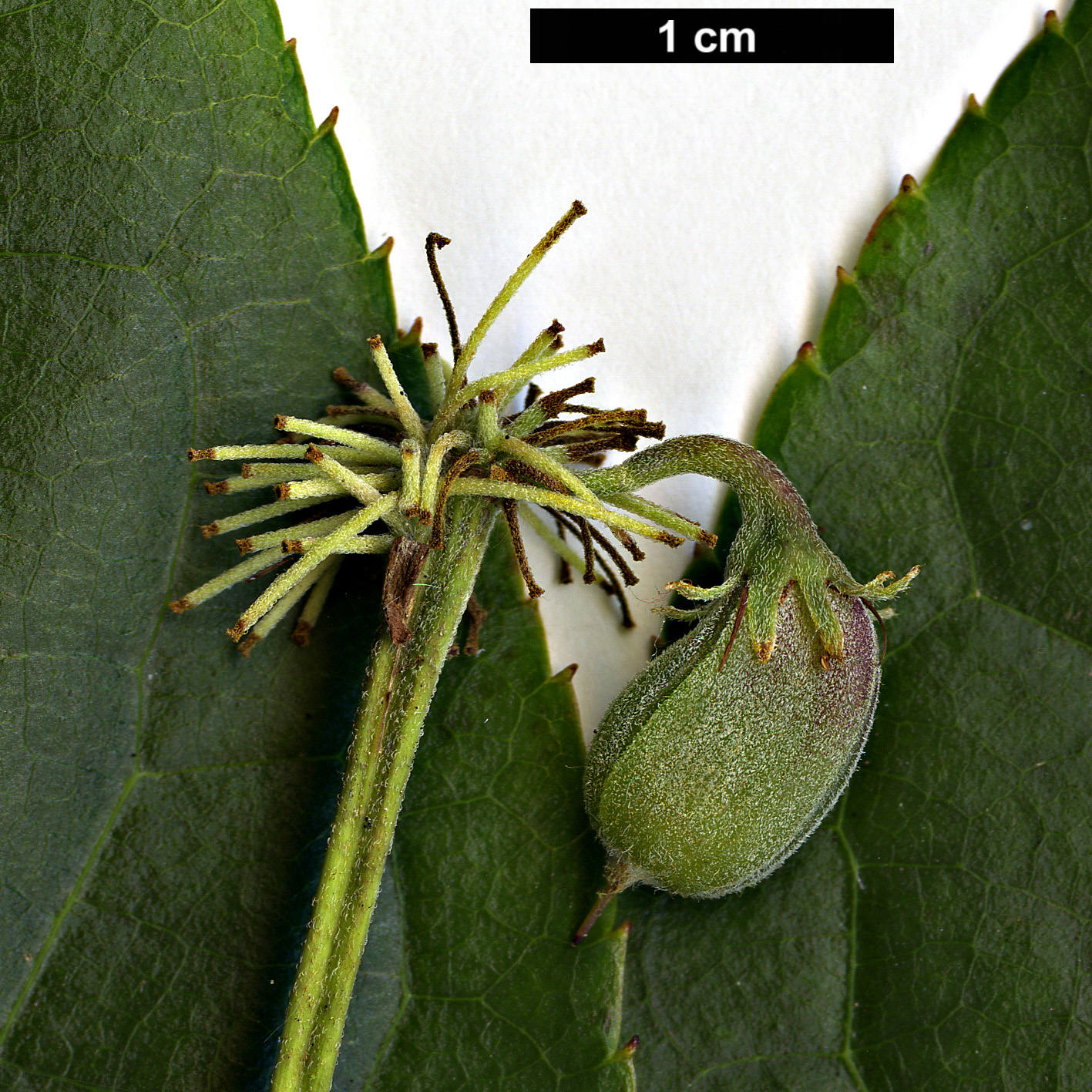 High resolution image: Family: Dipentodontaceae - Genus: Dipentodon - Taxon: sinicus