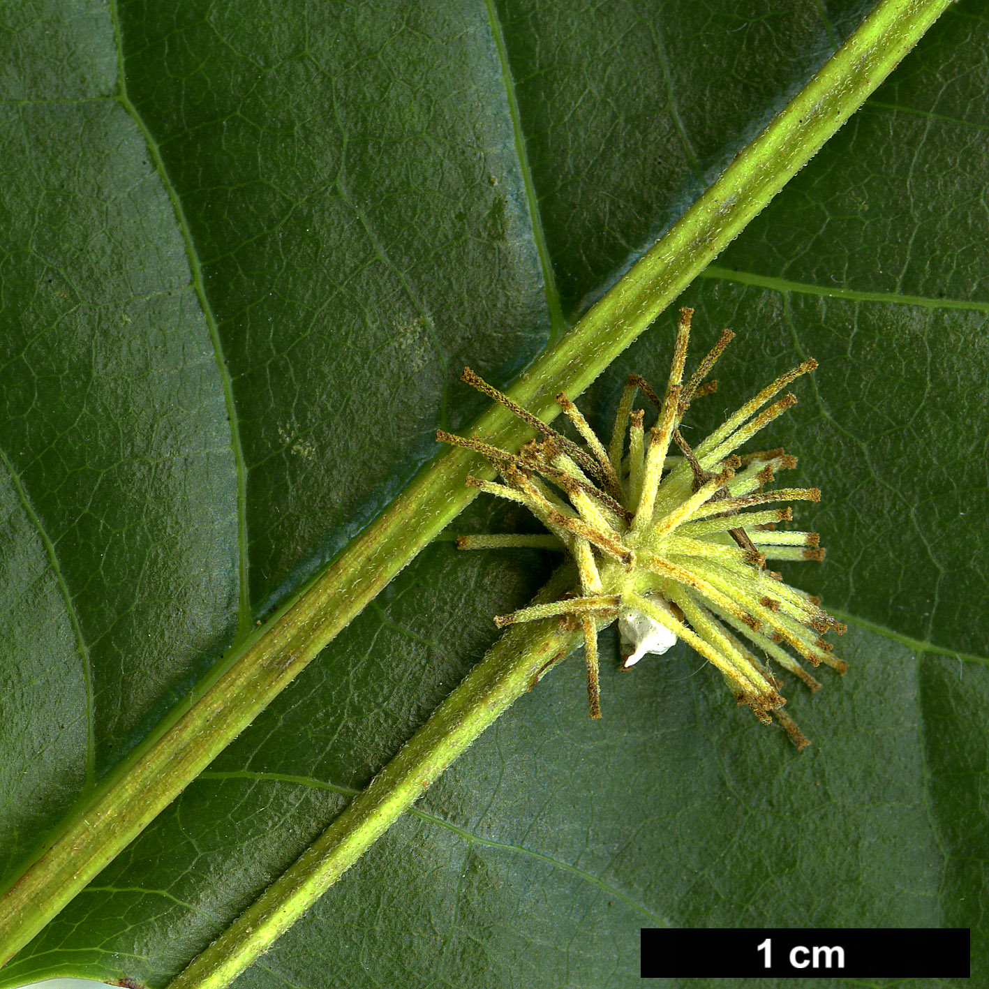 High resolution image: Family: Dipentodontaceae - Genus: Dipentodon - Taxon: sinicus