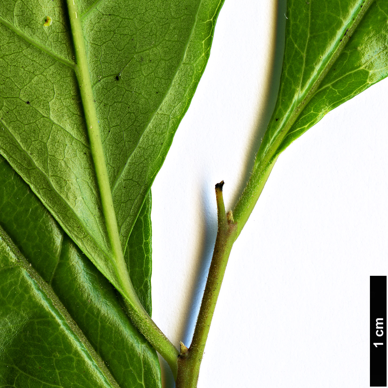 High resolution image: Family: Ebenaceae - Genus: Diospyros - Taxon: cathayensis