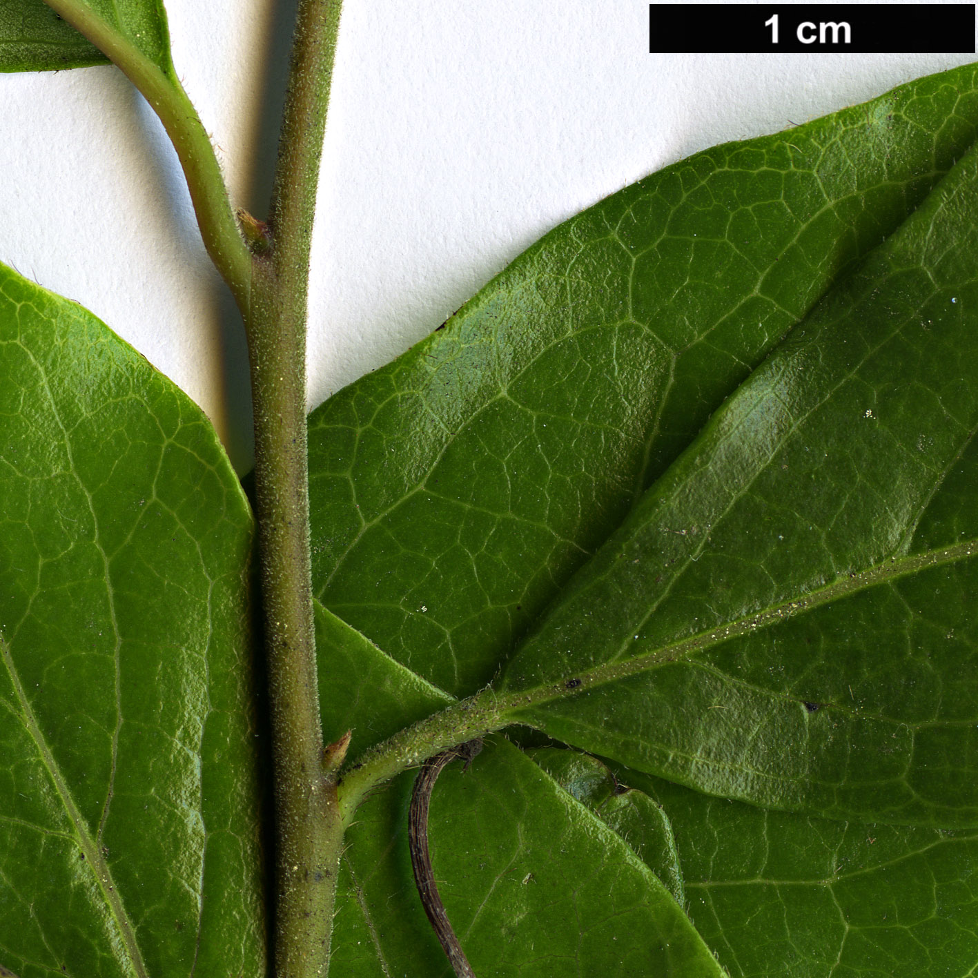 High resolution image: Family: Ebenaceae - Genus: Diospyros - Taxon: cathayensis