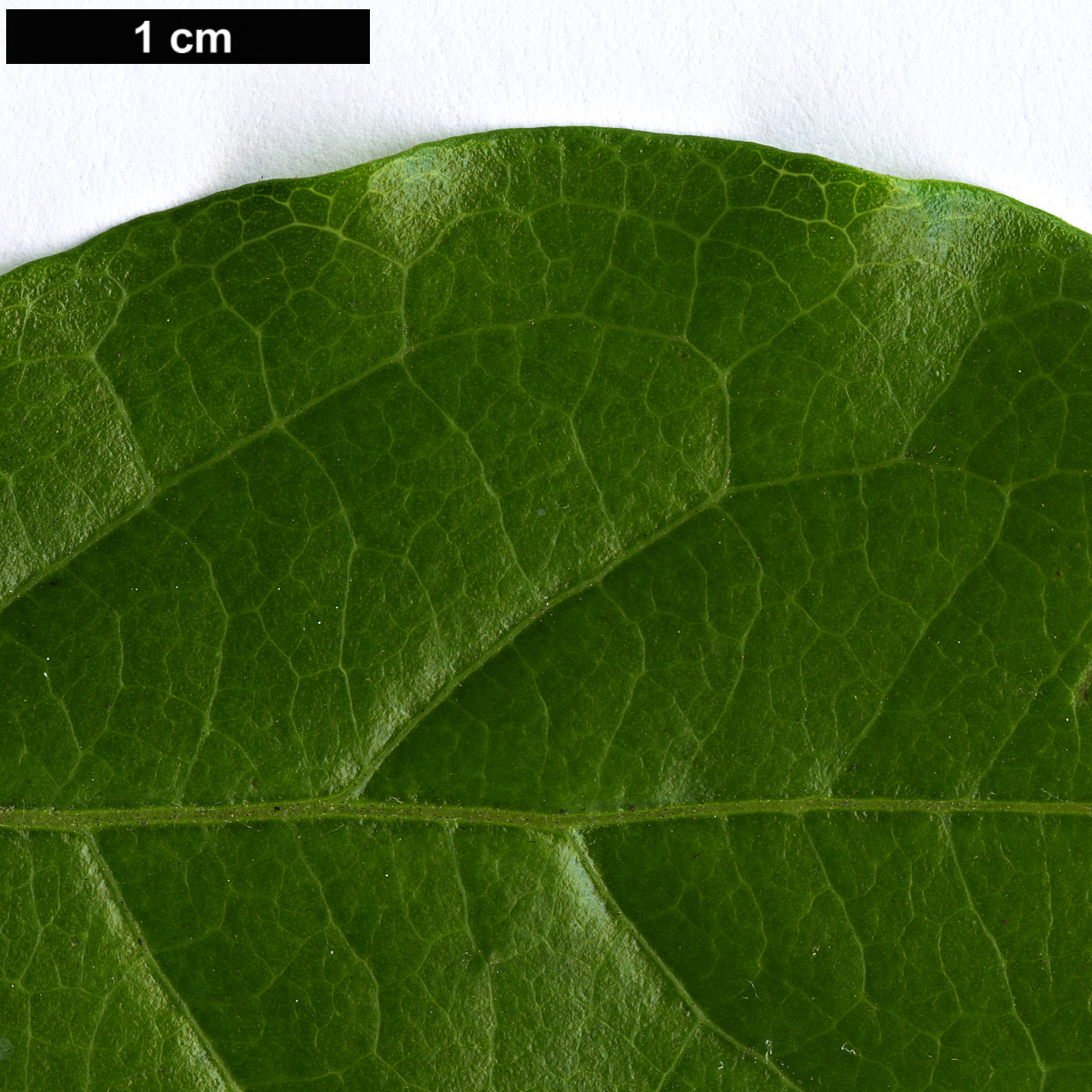 High resolution image: Family: Ebenaceae - Genus: Diospyros - Taxon: cathayensis