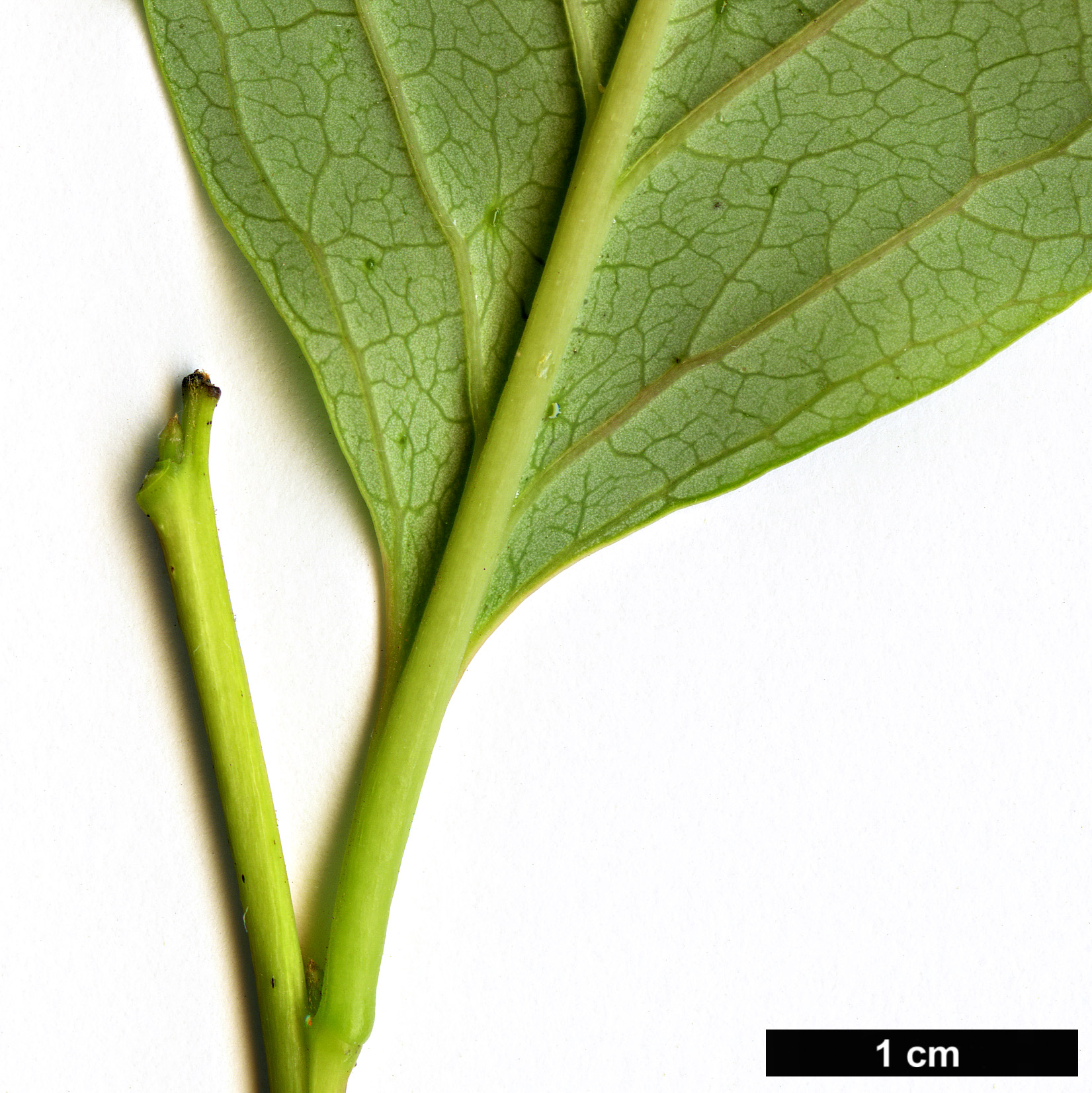 High resolution image: Family: Ebenaceae - Genus: Diospyros - Taxon: japonica