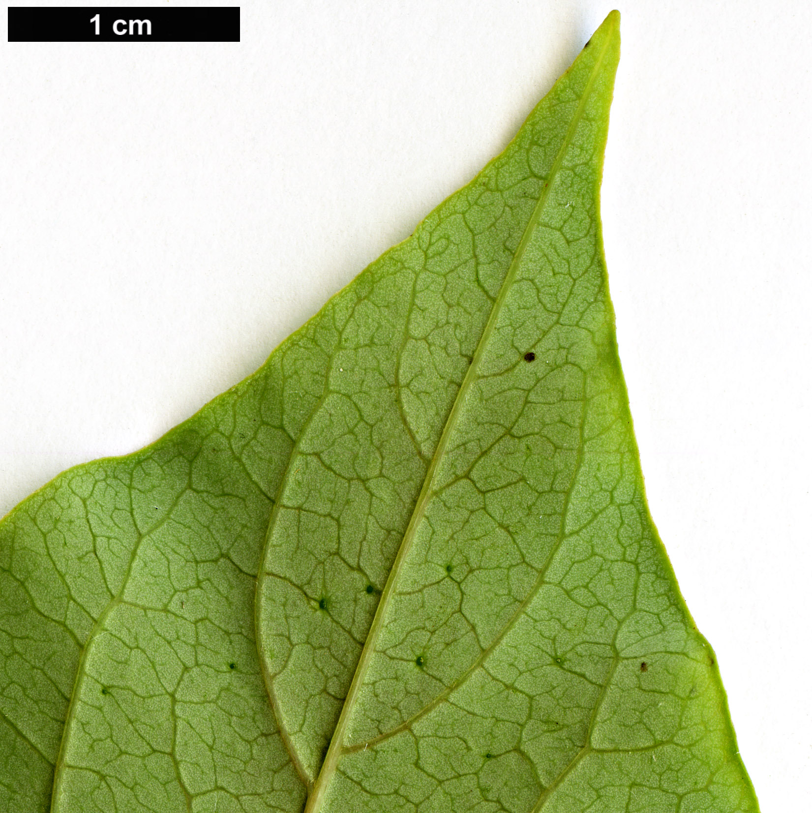 High resolution image: Family: Ebenaceae - Genus: Diospyros - Taxon: japonica