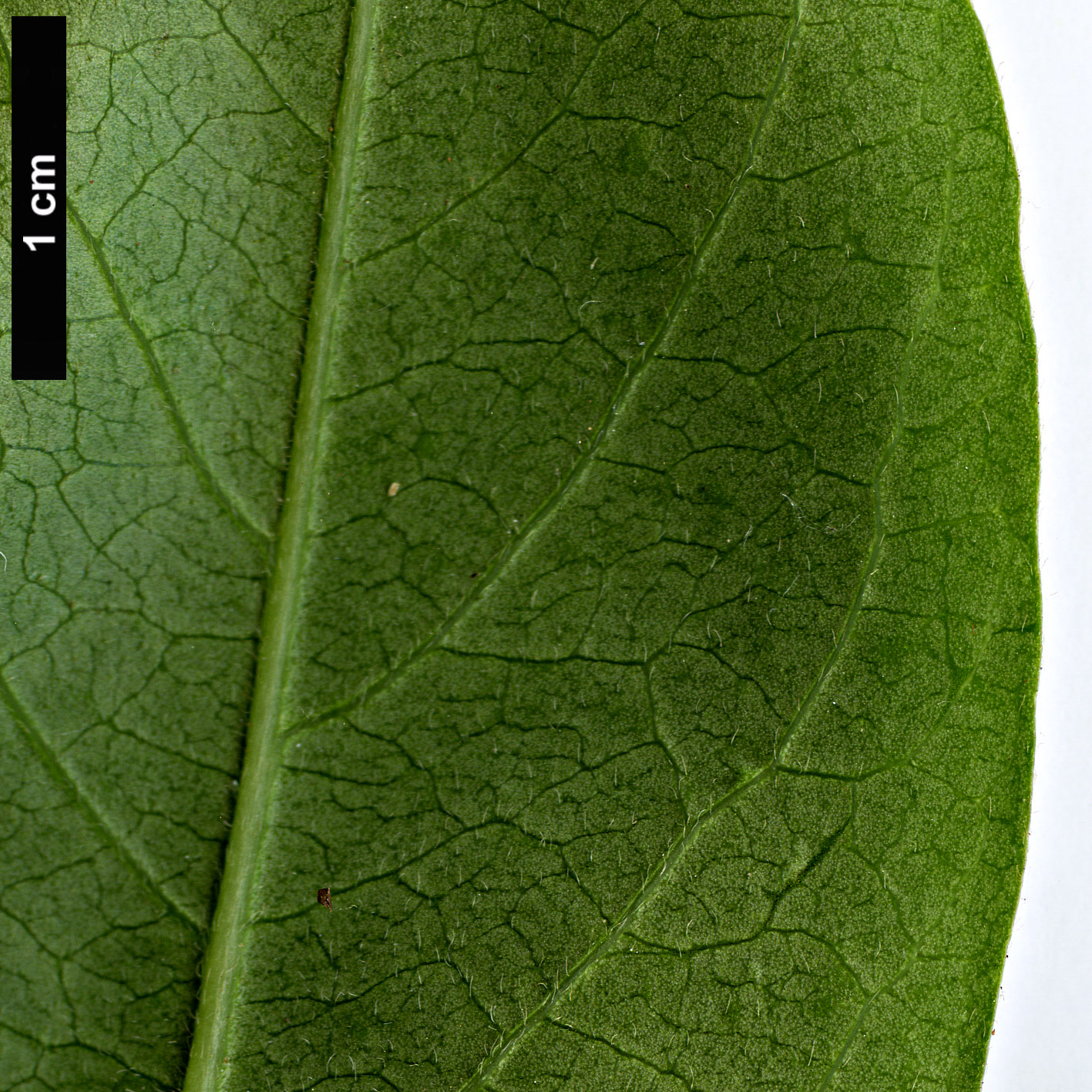 High resolution image: Family: Ebenaceae - Genus: Diospyros - Taxon: lotus