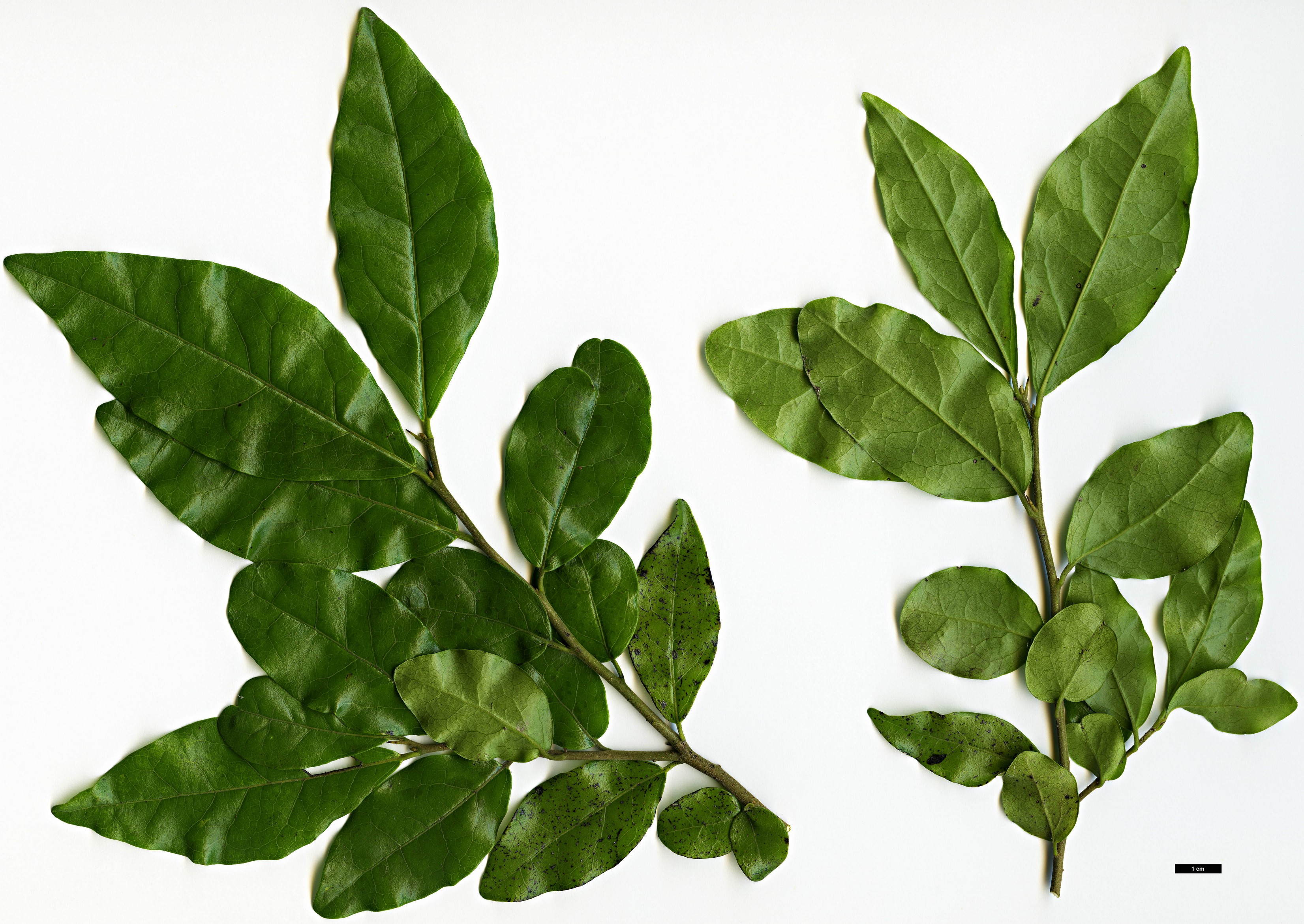 High resolution image: Family: Ebenaceae - Genus: Diospyros - Taxon: rhombifolia High resolution image: Family: Ebenaceae - Genus: Diospyros - Taxon: rhombifolia