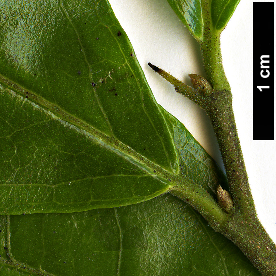 High resolution image: Family: Ebenaceae - Genus: Diospyros - Taxon: rhombifolia