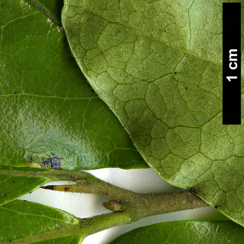 High resolution image: Family: Ebenaceae - Genus: Diospyros - Taxon: rhombifolia High resolution image: Family: Ebenaceae - Genus: Diospyros - Taxon: rhombifolia