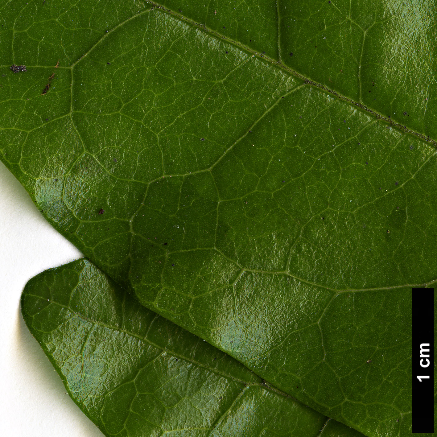 High resolution image: Family: Ebenaceae - Genus: Diospyros - Taxon: rhombifolia High resolution image: Family: Ebenaceae - Genus: Diospyros - Taxon: rhombifolia