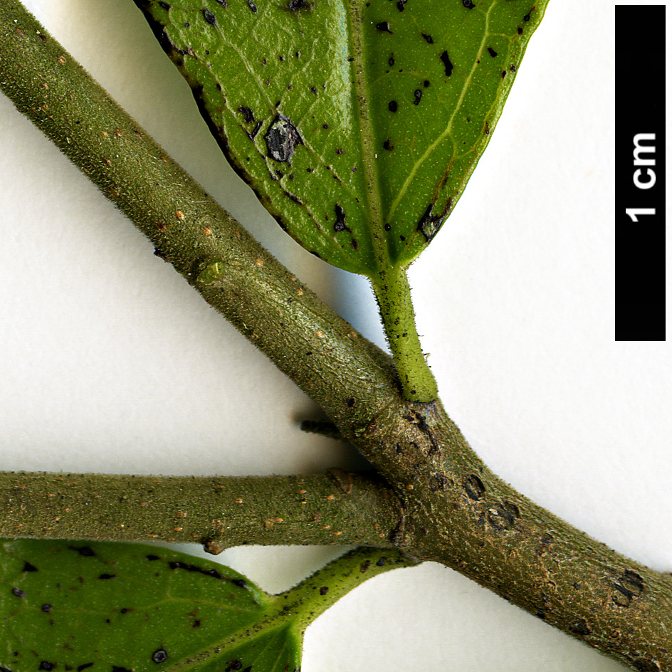 High resolution image: Family: Ebenaceae - Genus: Diospyros - Taxon: rhombifolia High resolution image: Family: Ebenaceae - Genus: Diospyros - Taxon: rhombifolia