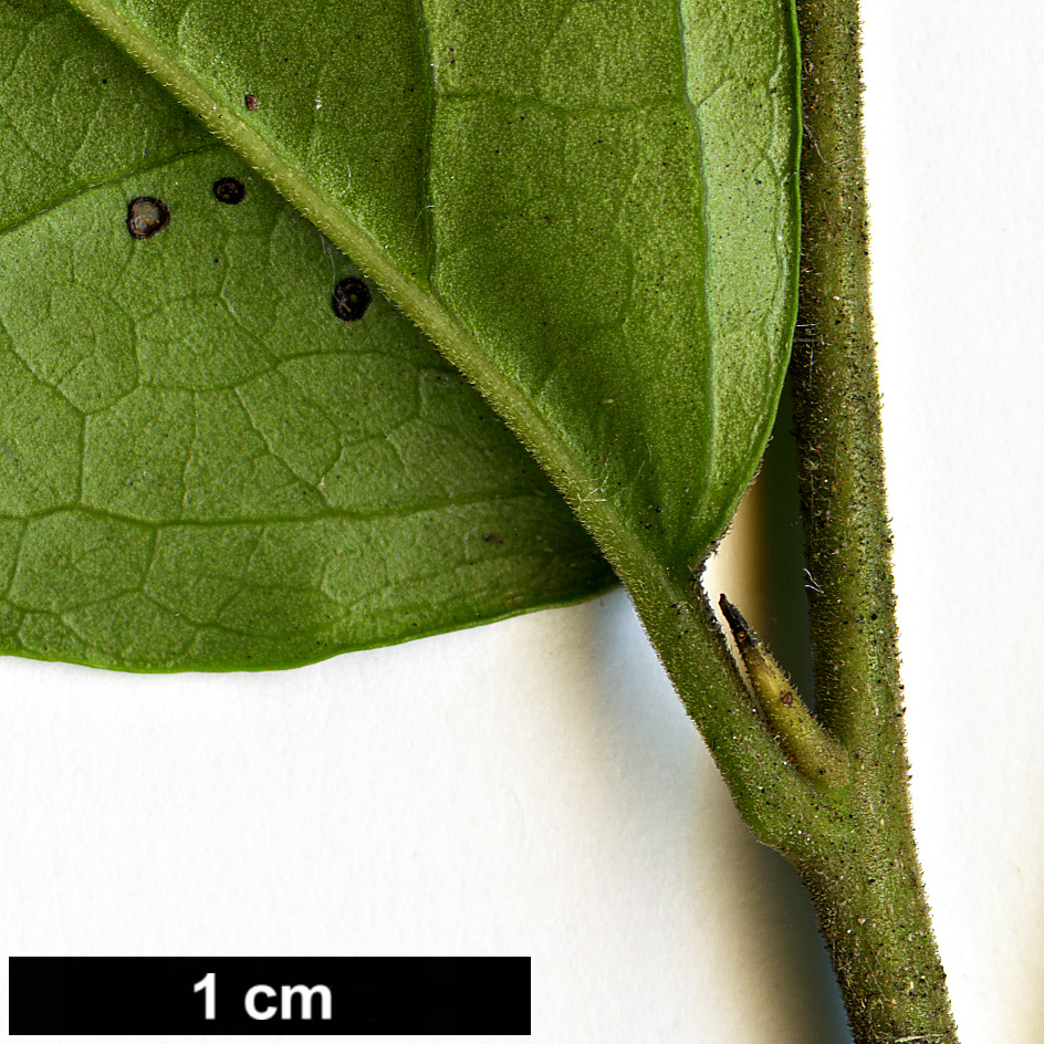 High resolution image: Family: Ebenaceae - Genus: Diospyros - Taxon: rhombifolia High resolution image: Family: Ebenaceae - Genus: Diospyros - Taxon: rhombifolia