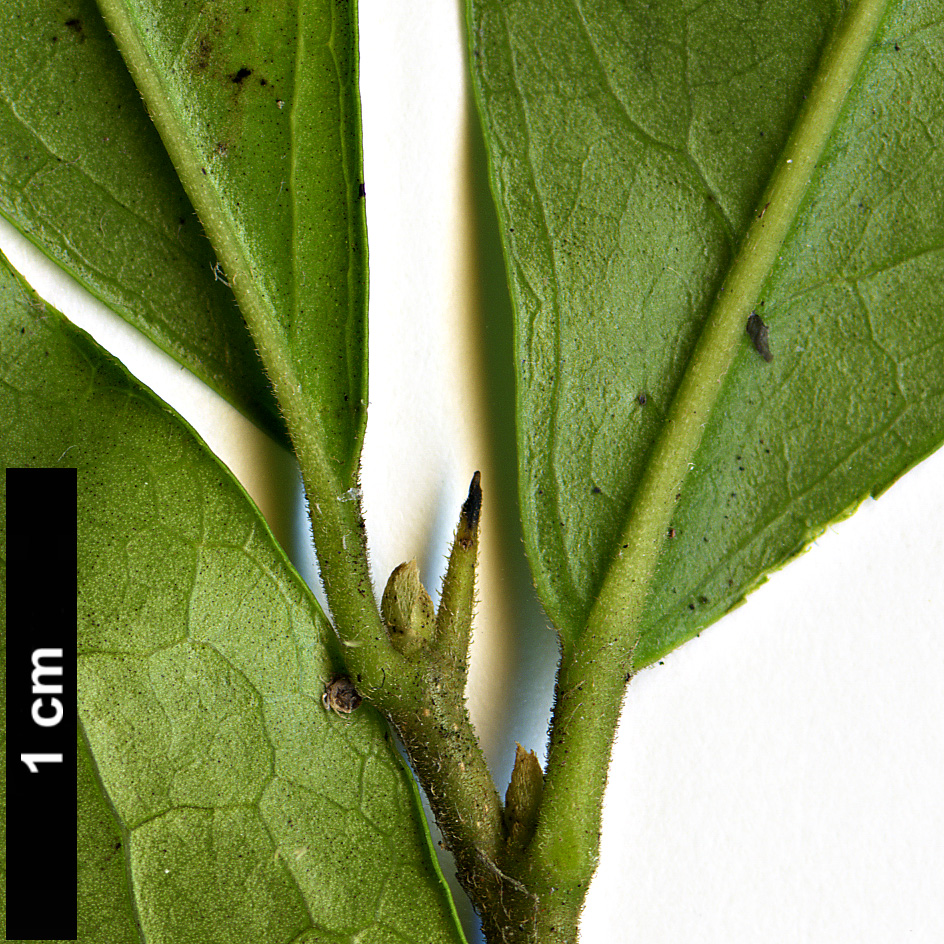 High resolution image: Family: Ebenaceae - Genus: Diospyros - Taxon: rhombifolia High resolution image: Family: Ebenaceae - Genus: Diospyros - Taxon: rhombifolia