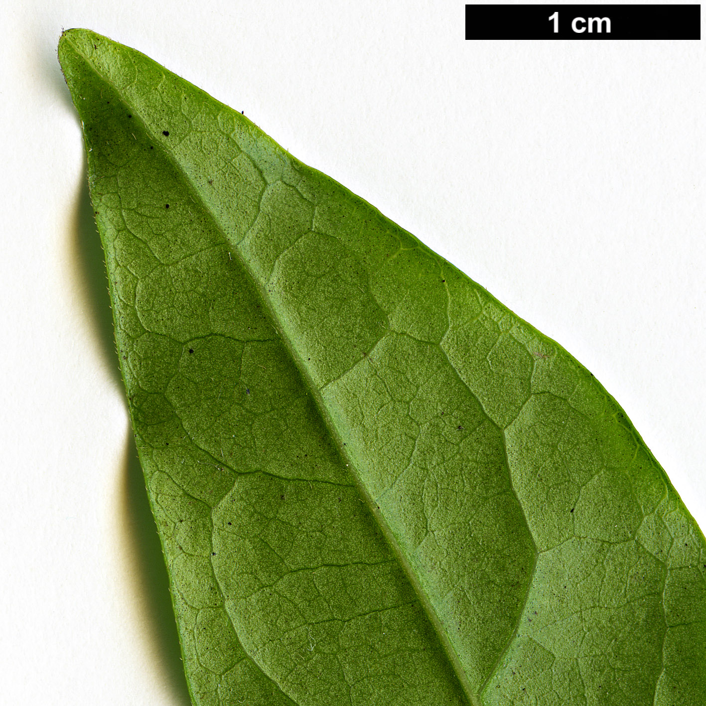 High resolution image: Family: Ebenaceae - Genus: Diospyros - Taxon: rhombifolia