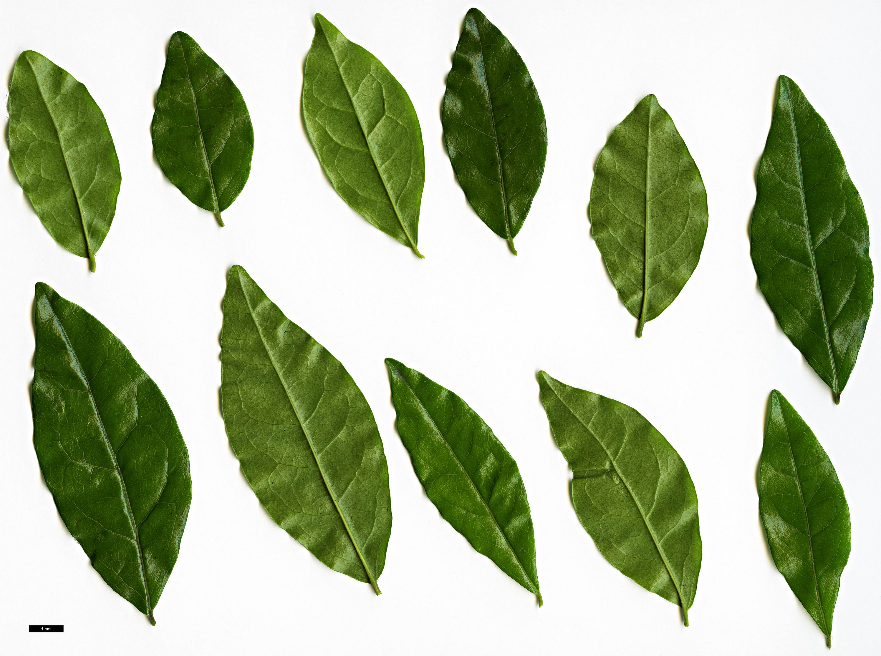 High resolution image: Family: Ebenaceae - Genus: Diospyros - Taxon: rhombifolia High resolution image: Family: Ebenaceae - Genus: Diospyros - Taxon: rhombifolia