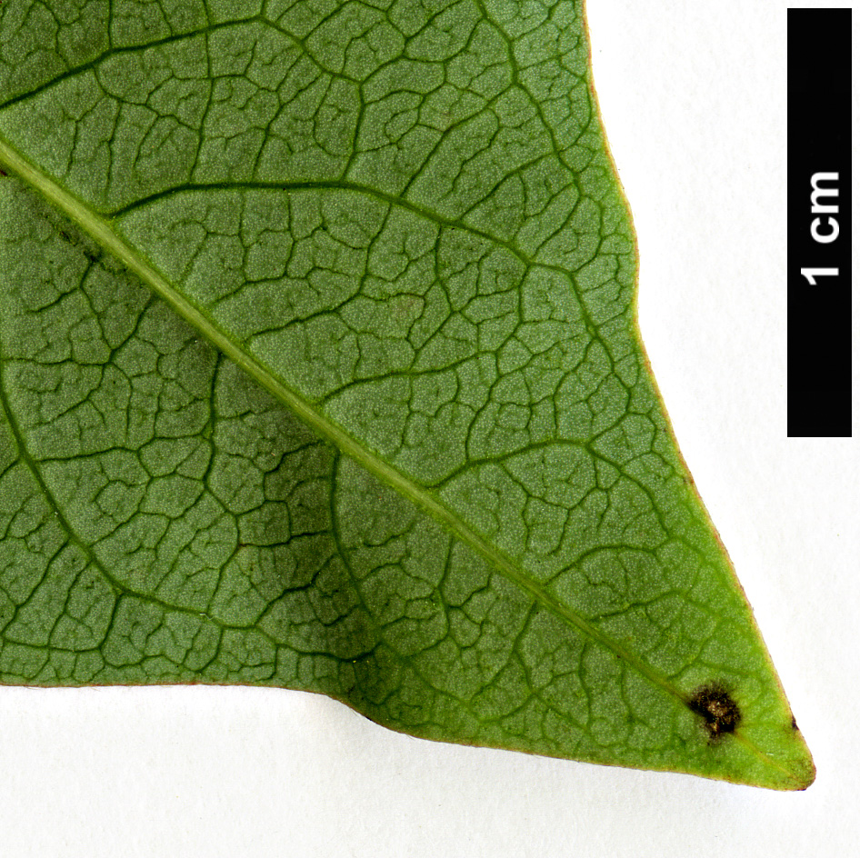 High resolution image: Family: Ebenaceae - Genus: Diospyros - Taxon: virginiana