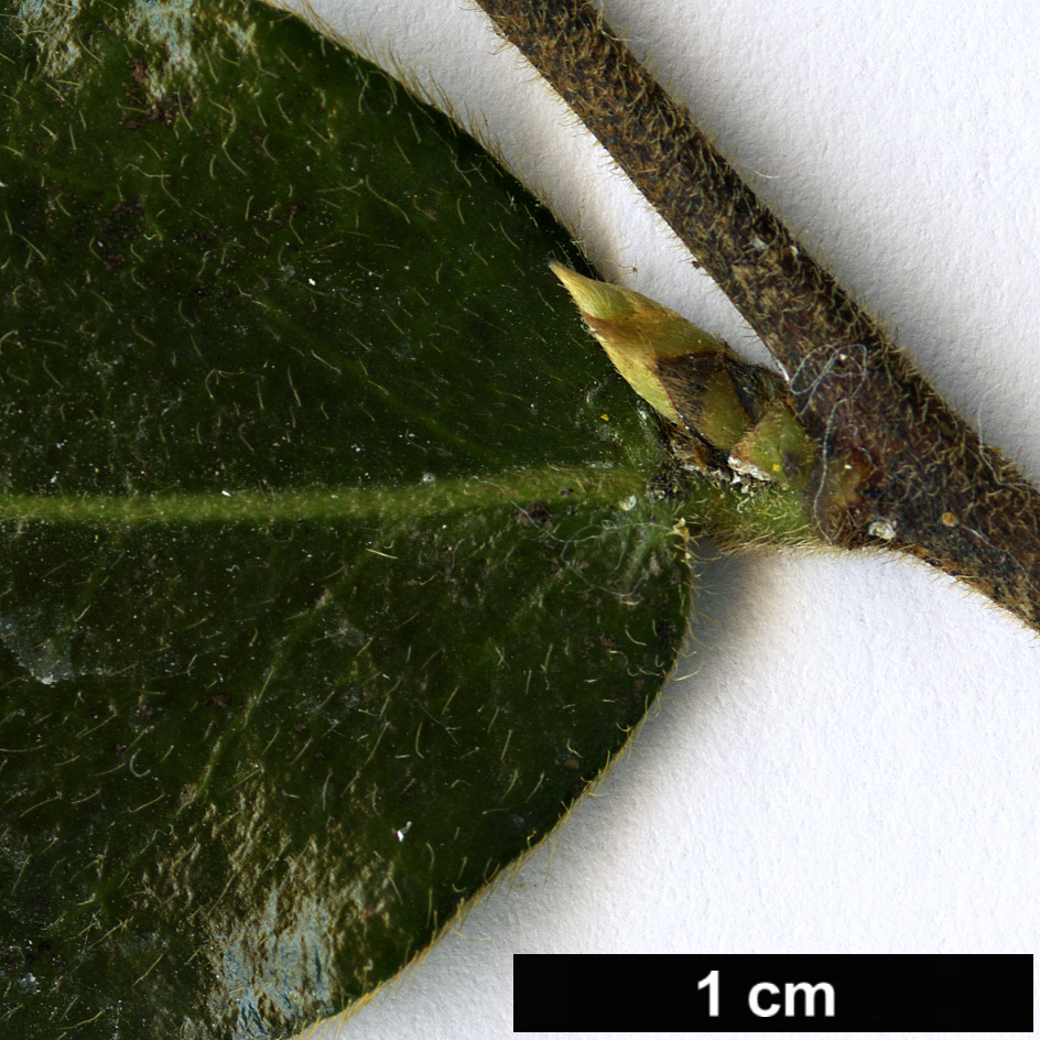 High resolution image: Family: Ebenaceae - Genus: Diospyros - Taxon: whyteana