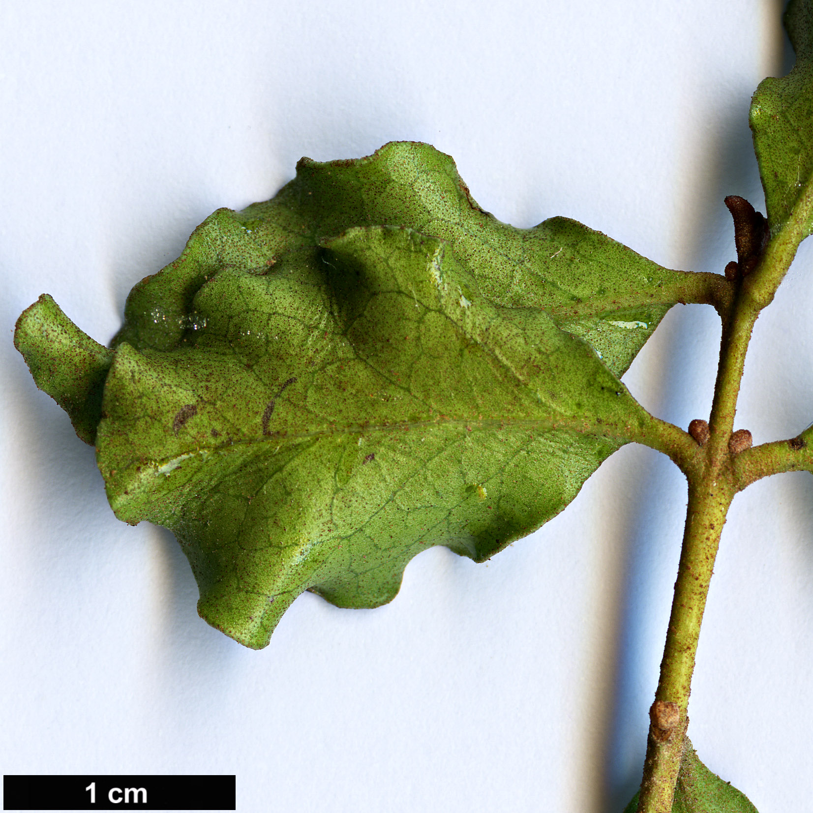 High resolution image: Family: Ebenaceae - Genus: Euclea - Taxon: undulata