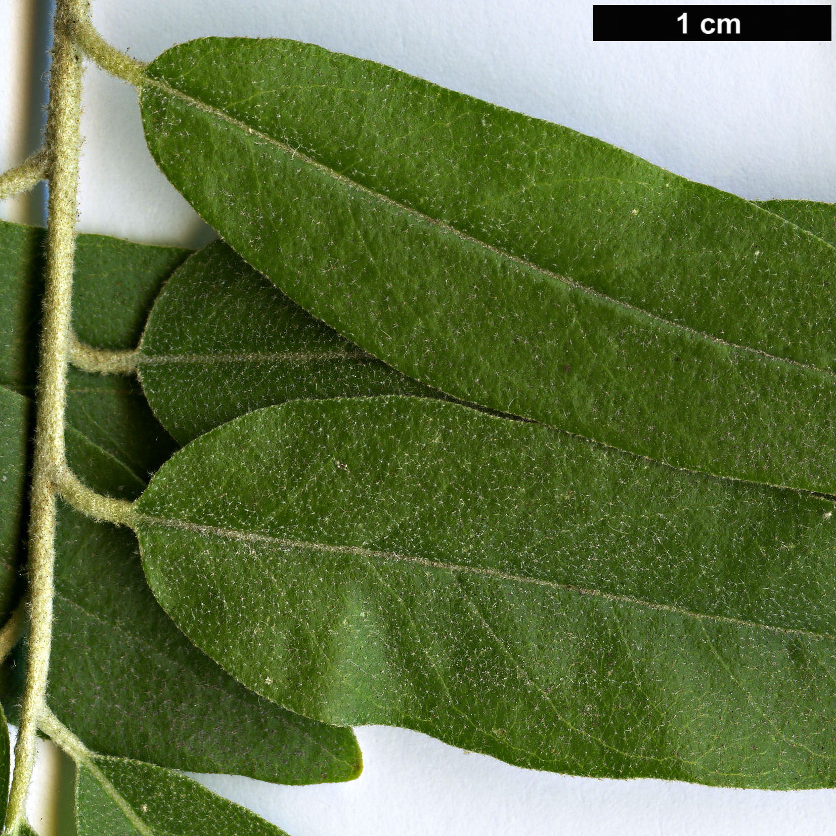 High resolution image: Family: Elaeagnaceae - Genus: Elaeagnus - Taxon: angustifolia