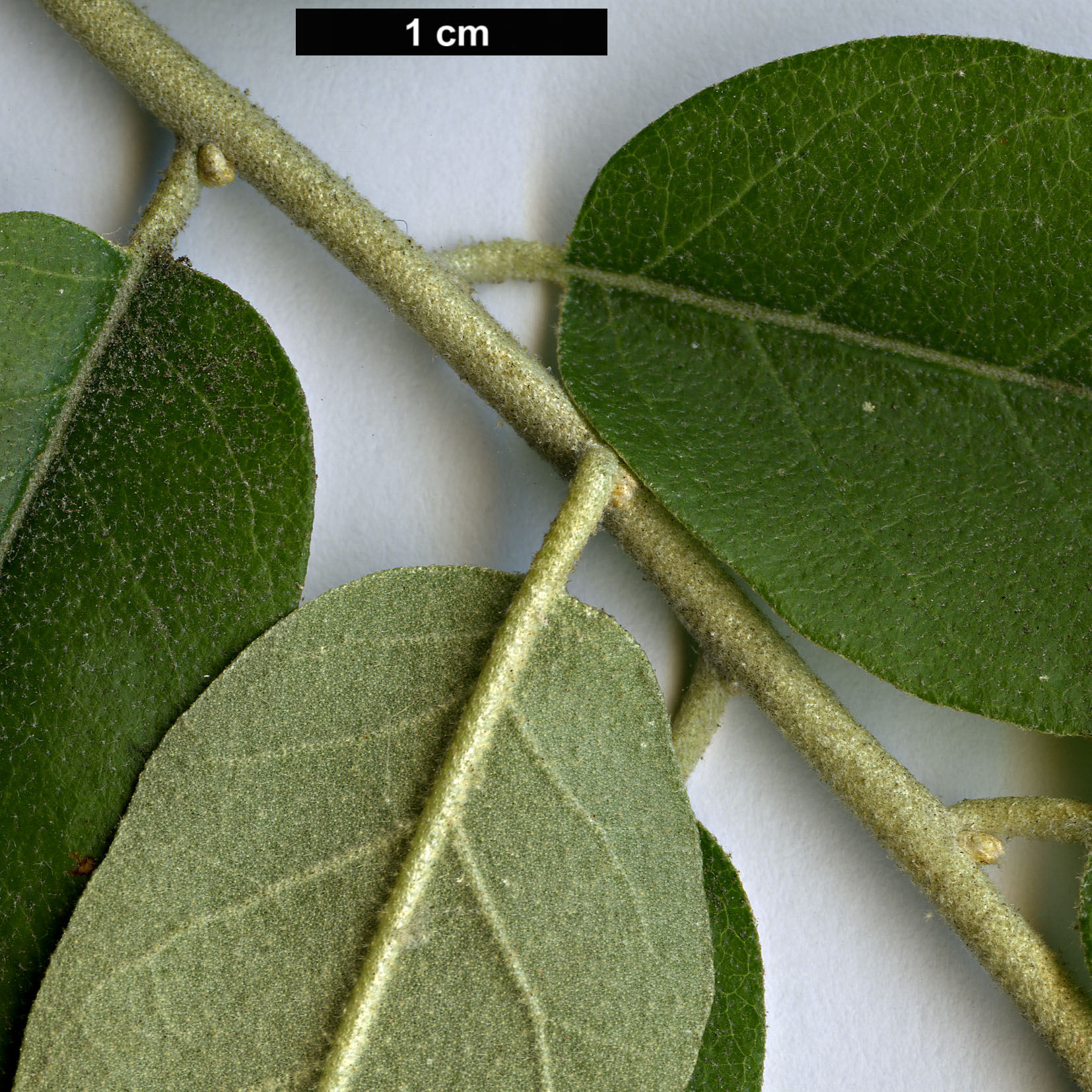 High resolution image: Family: Elaeagnaceae - Genus: Elaeagnus - Taxon: angustifolia