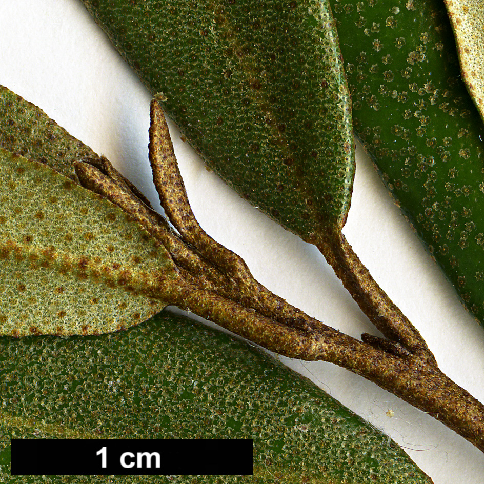 High resolution image: Family: Elaeagnaceae - Genus: Elaeagnus - Taxon: bockii