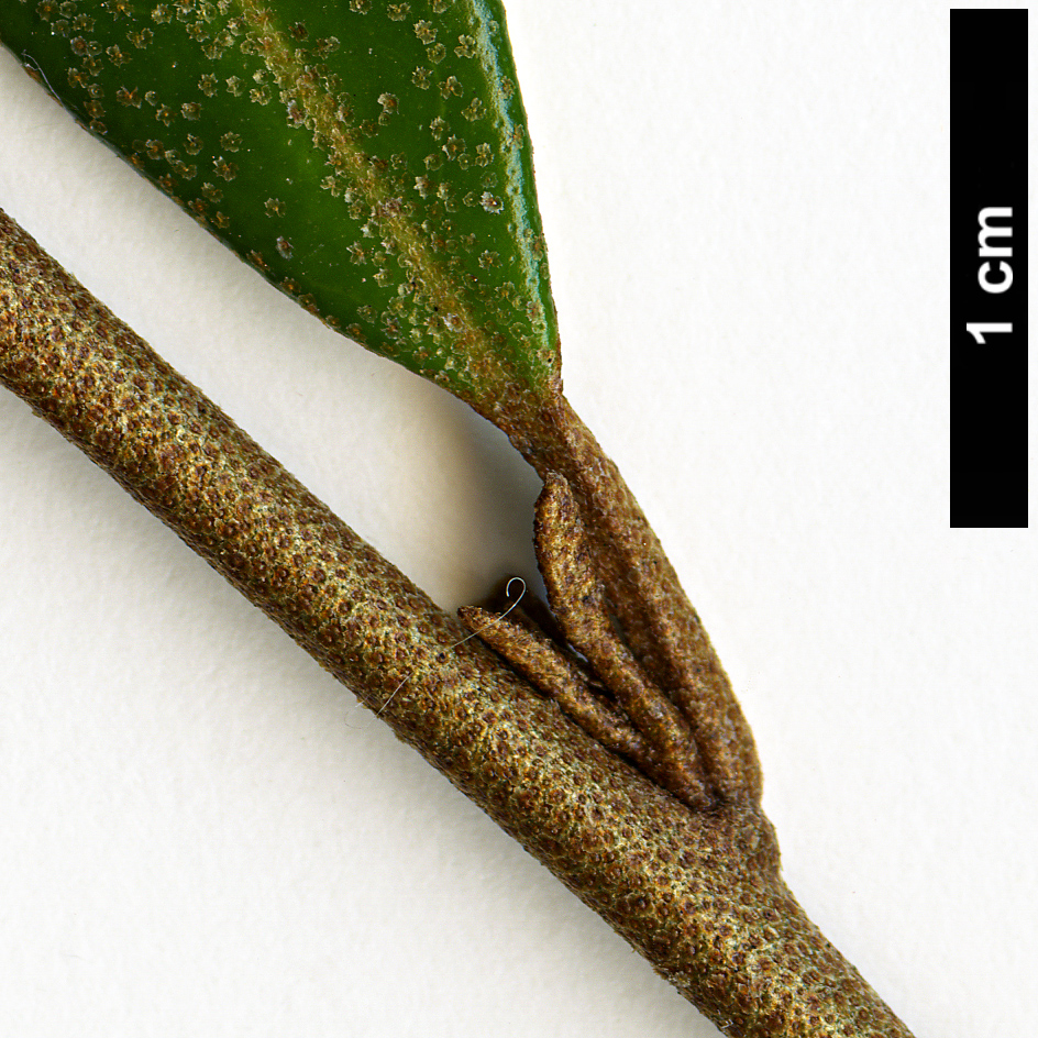 High resolution image: Family: Elaeagnaceae - Genus: Elaeagnus - Taxon: bockii