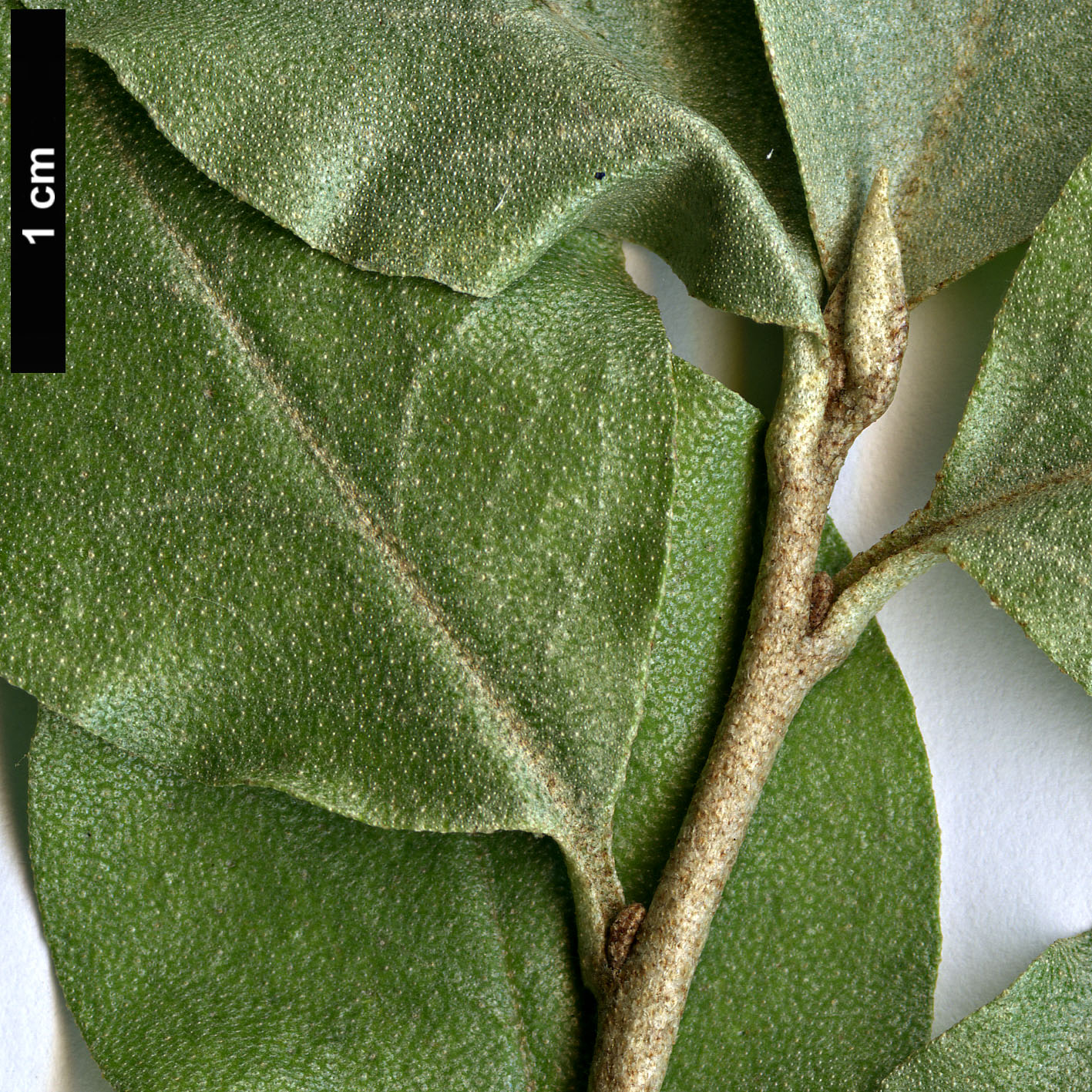 High resolution image: Family: Elaeagnaceae - Genus: Elaeagnus - Taxon: commutata