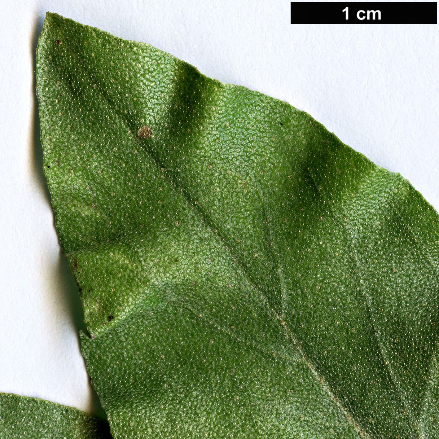 High resolution image: Family: Elaeagnaceae - Genus: Elaeagnus - Taxon: commutata