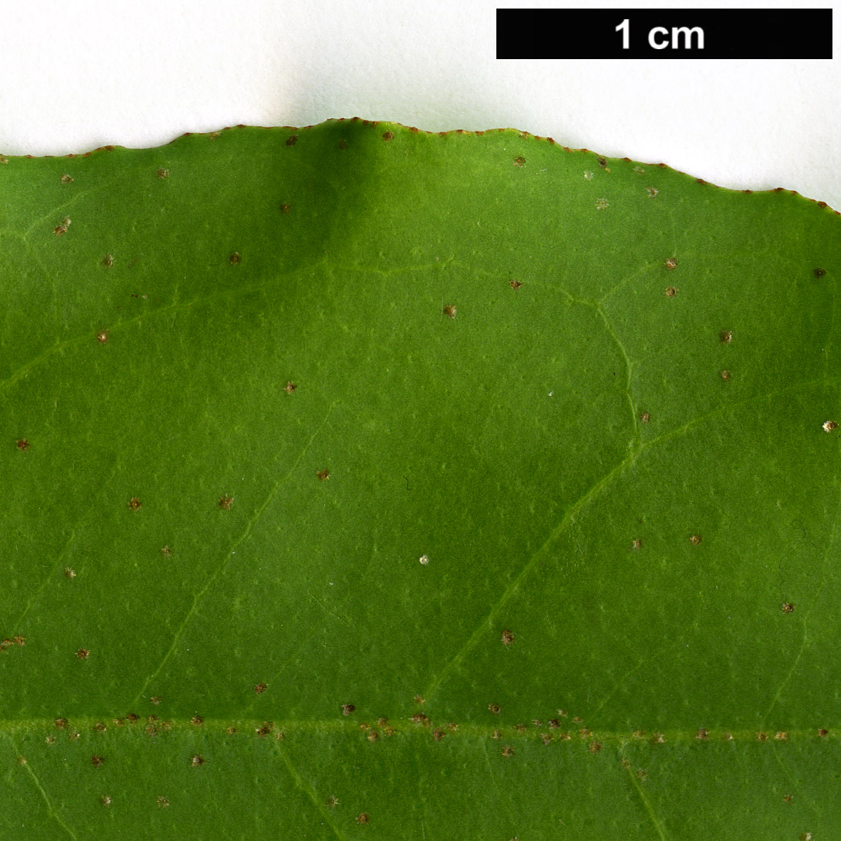 High resolution image: Family: Elaeagnaceae - Genus: Elaeagnus - Taxon: glabra