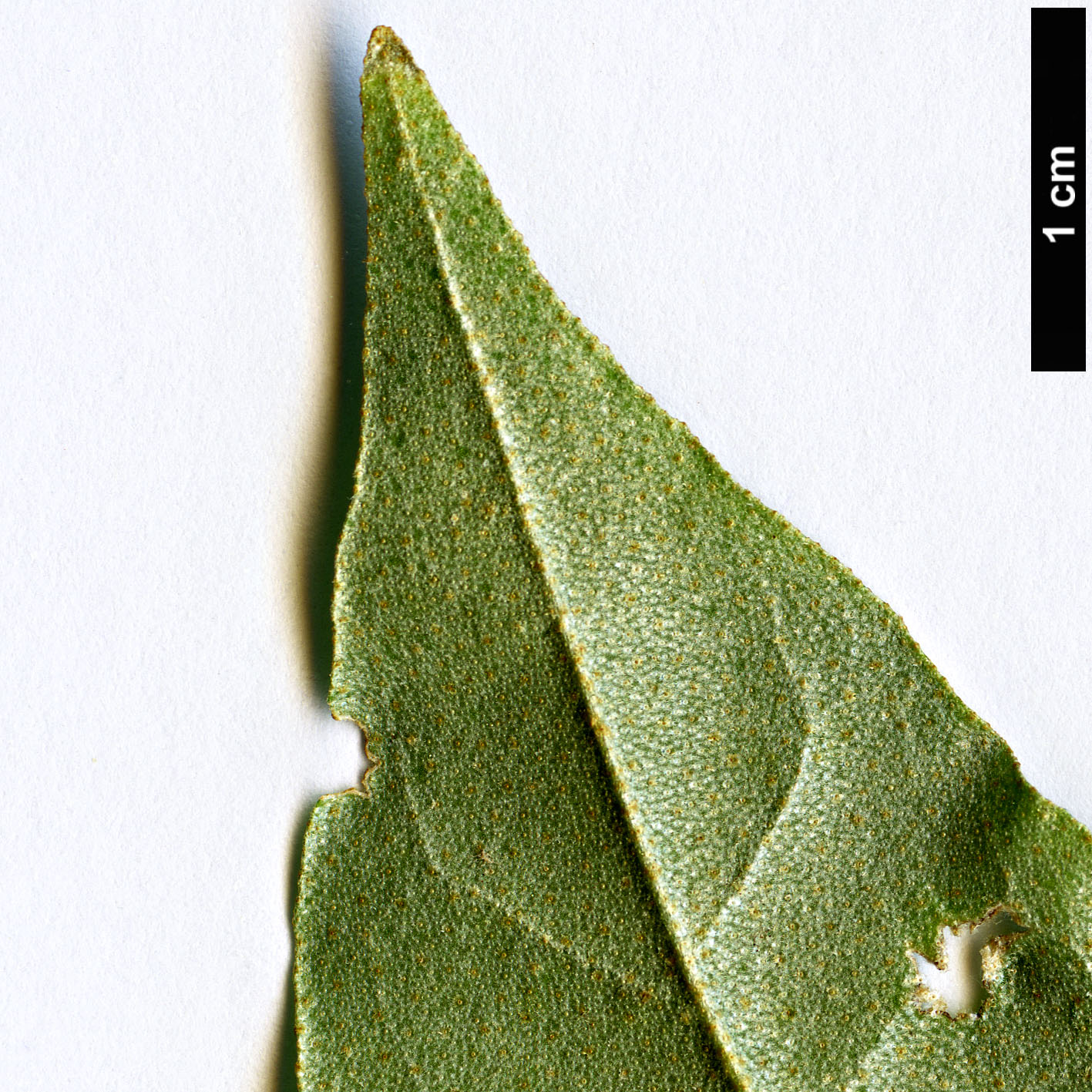 High resolution image: Family: Elaeagnaceae - Genus: Elaeagnus - Taxon: latifolia