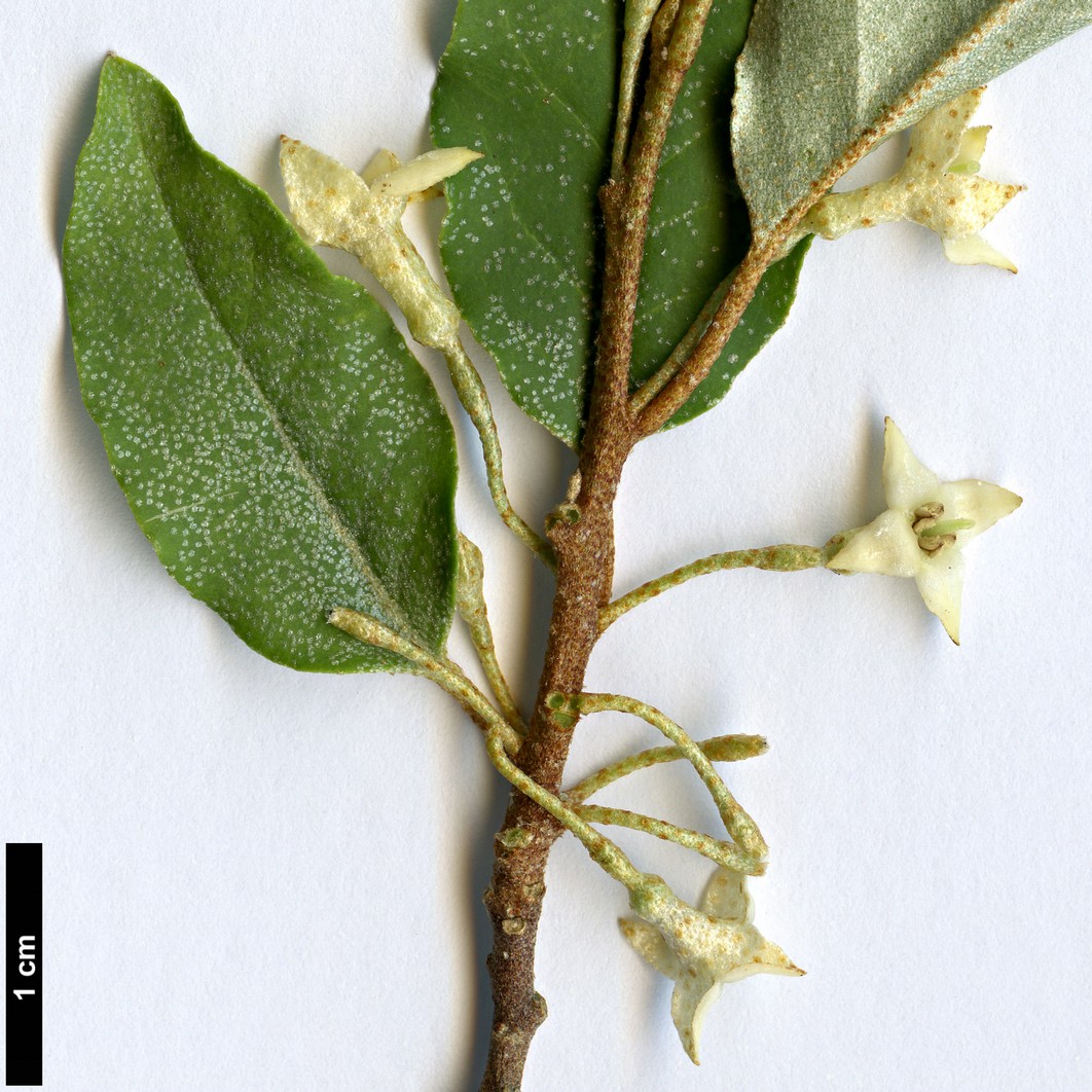 High resolution image: Family: Elaeagnaceae - Genus: Elaeagnus - Taxon: montana