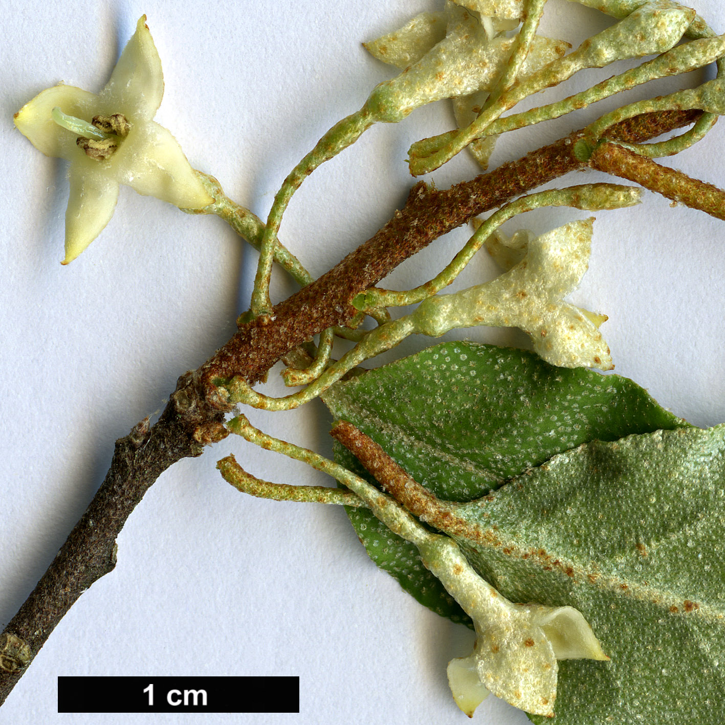 High resolution image: Family: Elaeagnaceae - Genus: Elaeagnus - Taxon: montana
