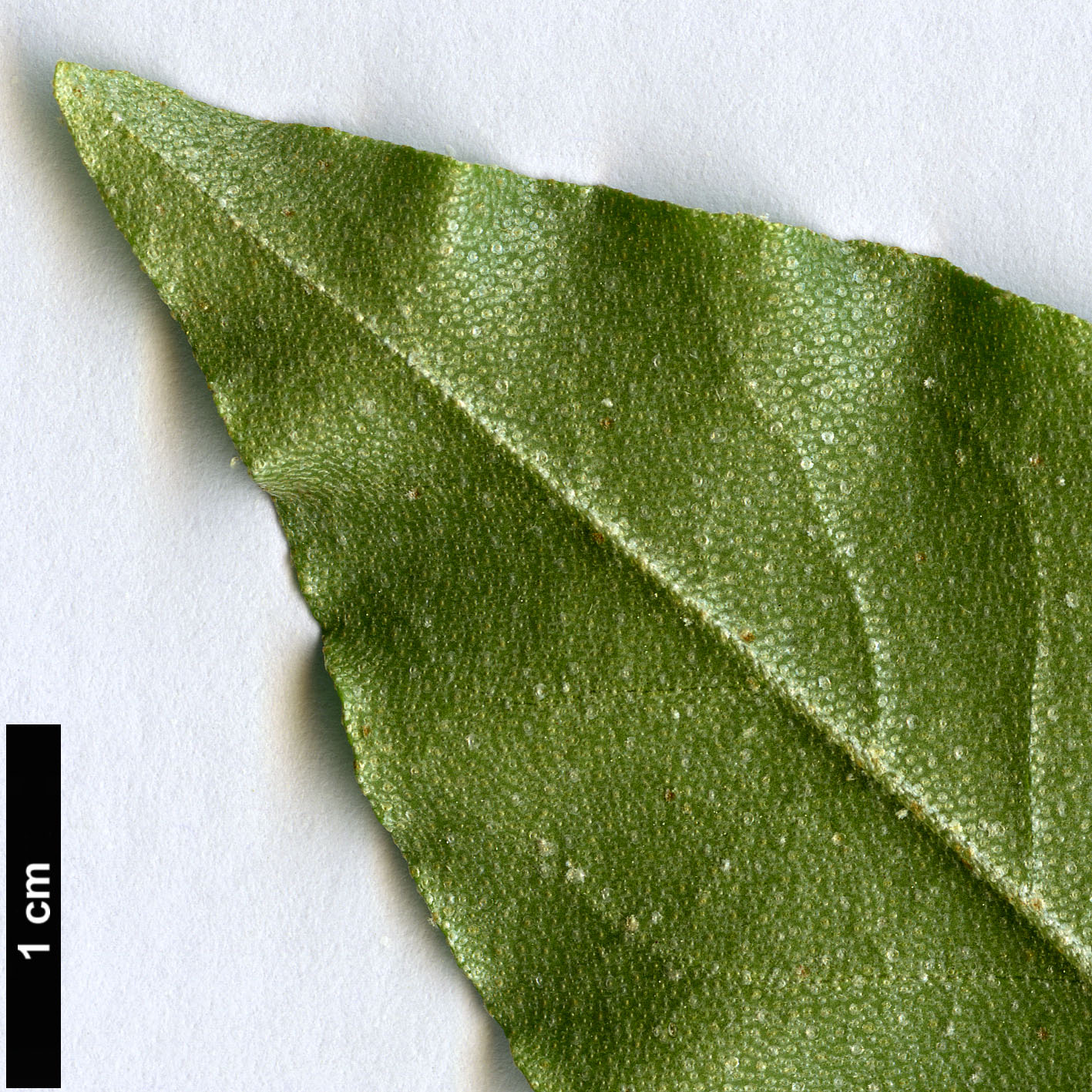 High resolution image: Family: Elaeagnaceae - Genus: Elaeagnus - Taxon: montana