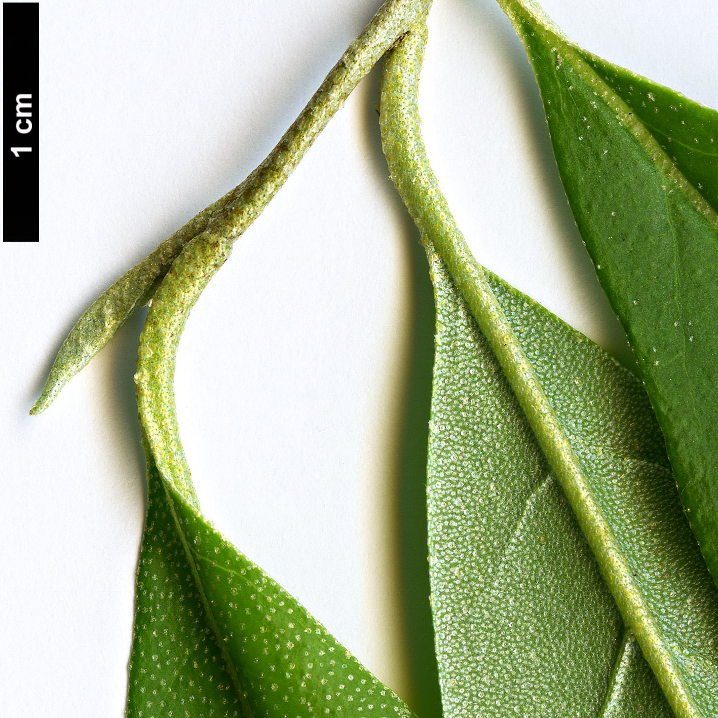 High resolution image: Family: Elaeagnaceae - Genus: Elaeagnus - Taxon: multiflora