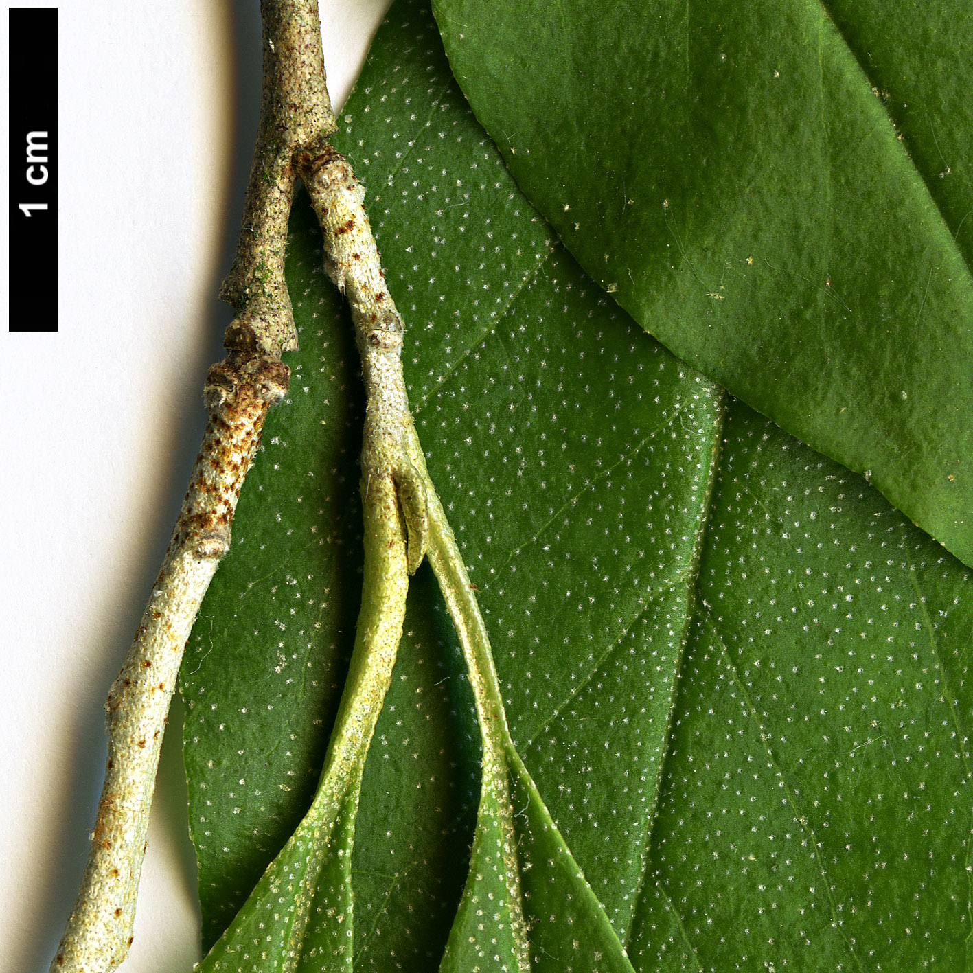 High resolution image: Family: Elaeagnaceae - Genus: Elaeagnus - Taxon: multiflora