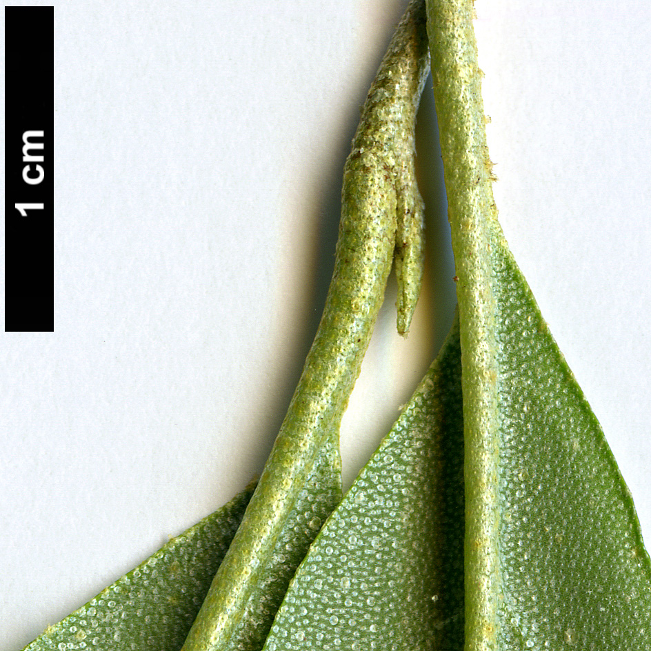 High resolution image: Family: Elaeagnaceae - Genus: Elaeagnus - Taxon: multiflora