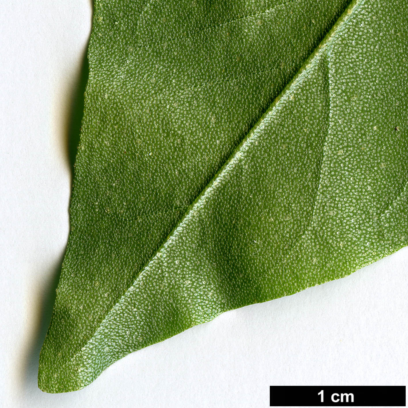 High resolution image: Family: Elaeagnaceae - Genus: Elaeagnus - Taxon: multiflora