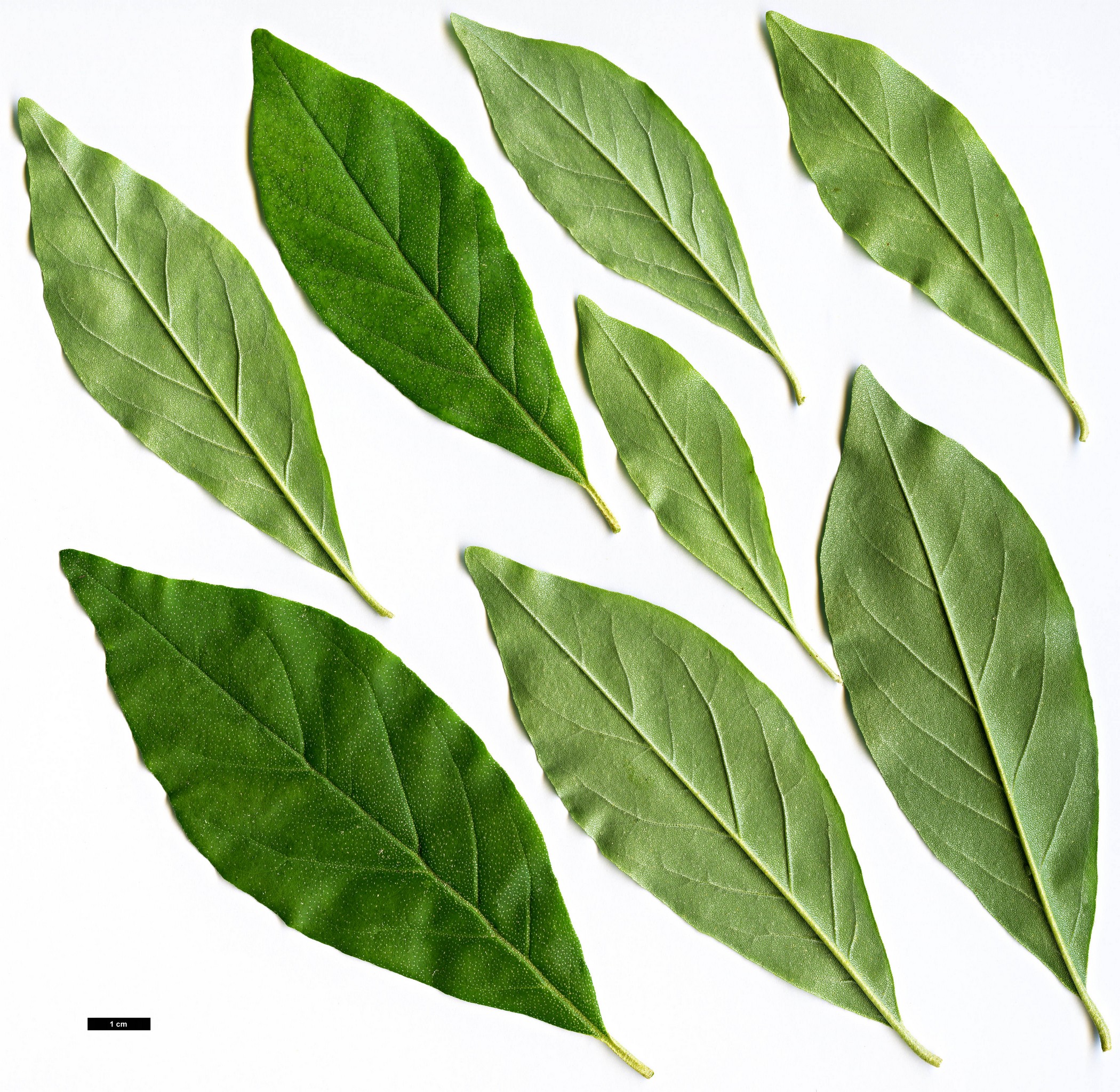 High resolution image: Family: Elaeagnaceae - Genus: Elaeagnus - Taxon: multiflora