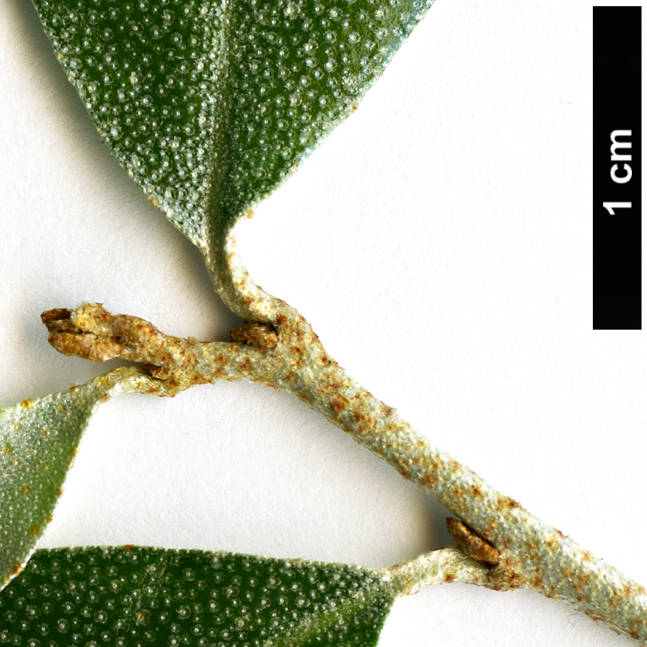 High resolution image: Family: Elaeagnaceae - Genus: Elaeagnus - Taxon: oldhamii