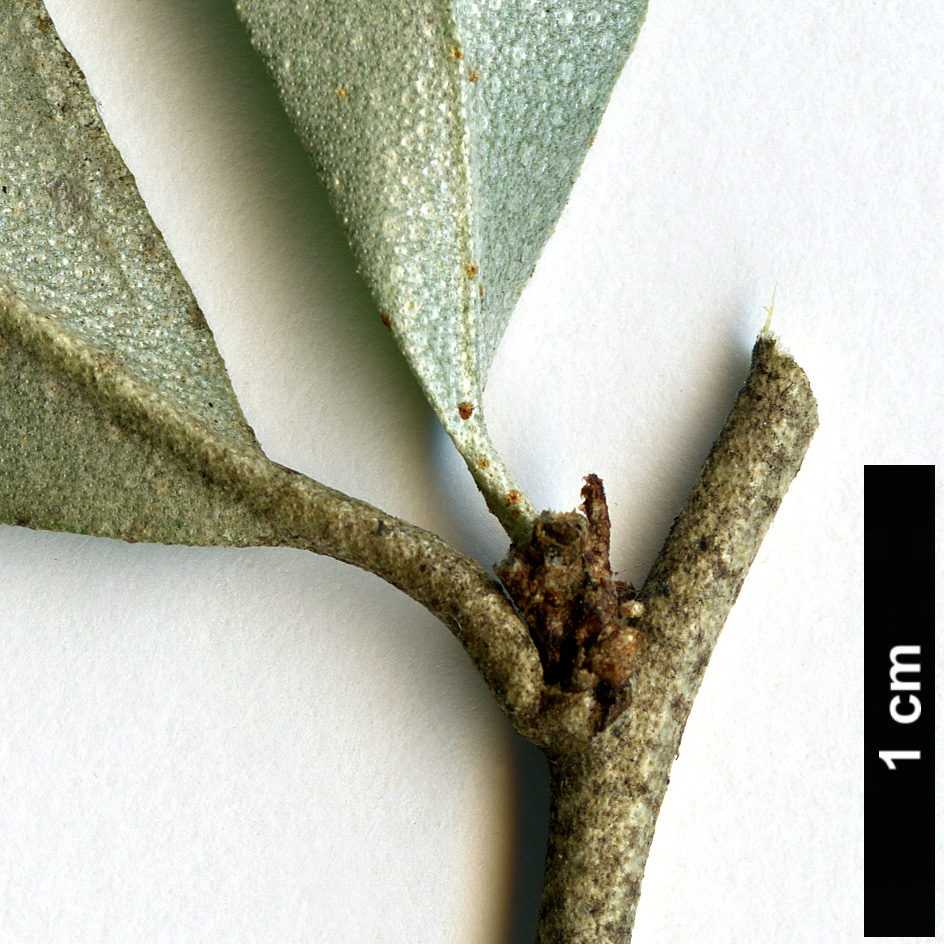 High resolution image: Family: Elaeagnaceae - Genus: Elaeagnus - Taxon: oldhamii