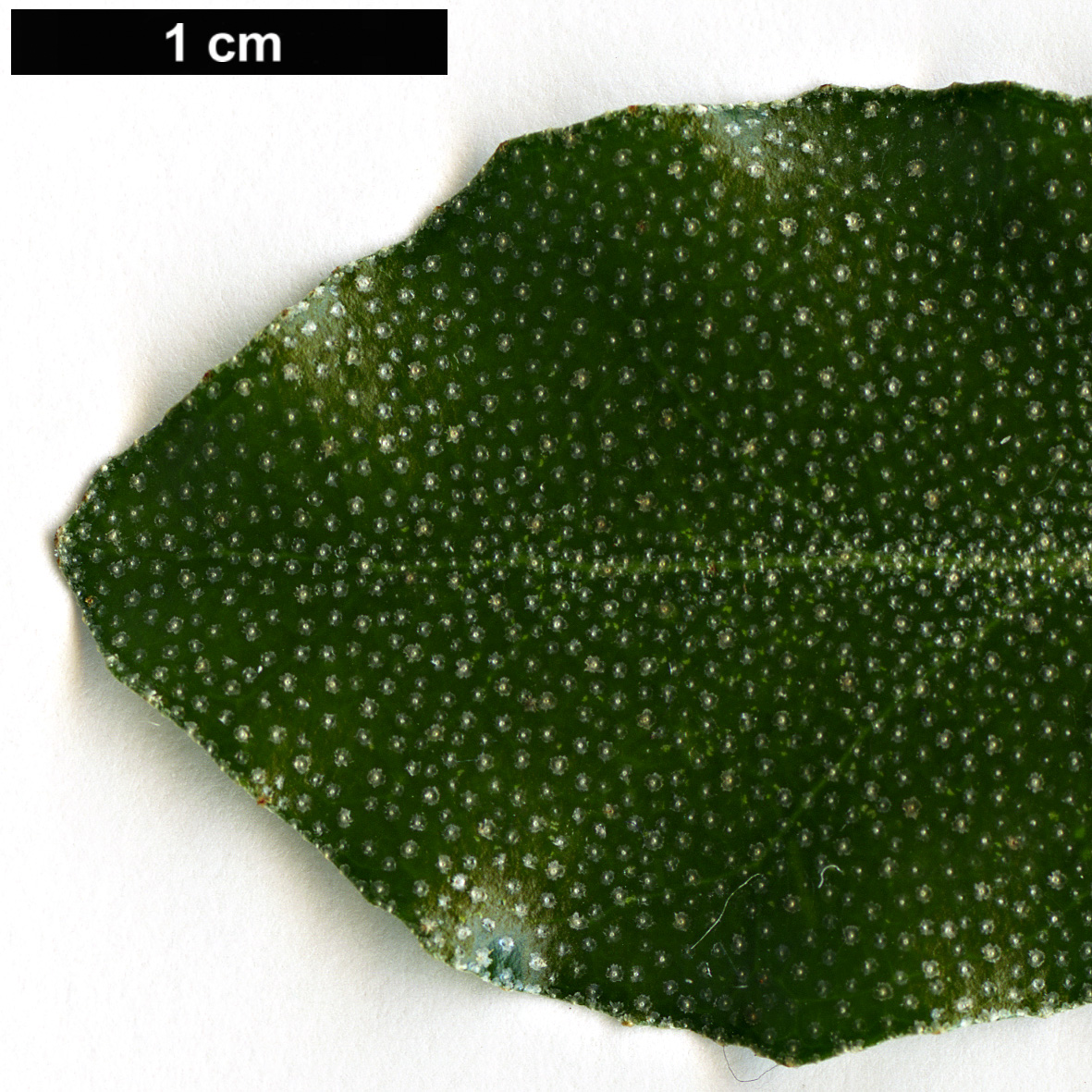 High resolution image: Family: Elaeagnaceae - Genus: Elaeagnus - Taxon: oldhamii