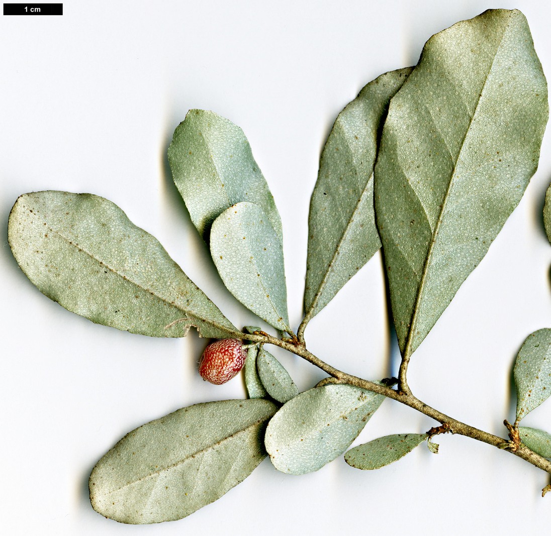 High resolution image: Family: Elaeagnaceae - Genus: Elaeagnus - Taxon: oldhamii