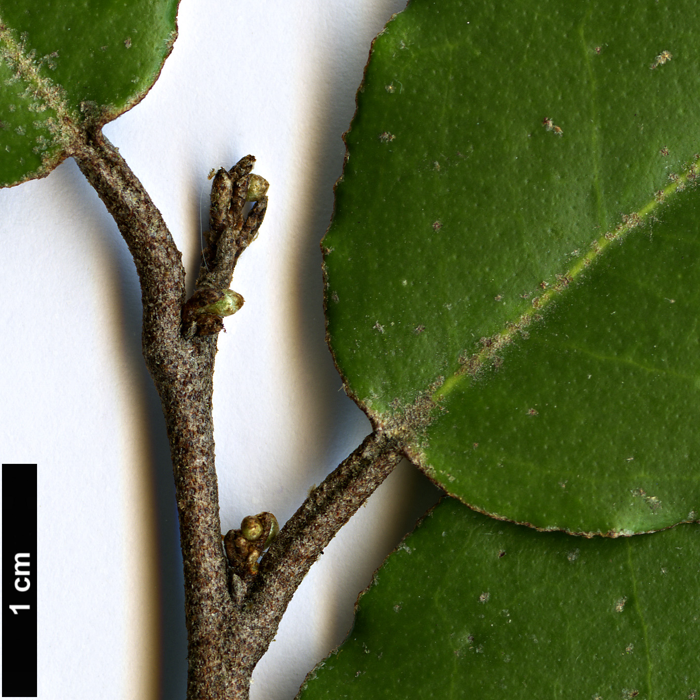 High resolution image: Family: Elaeagnaceae - Genus: Elaeagnus - Taxon: pungens
