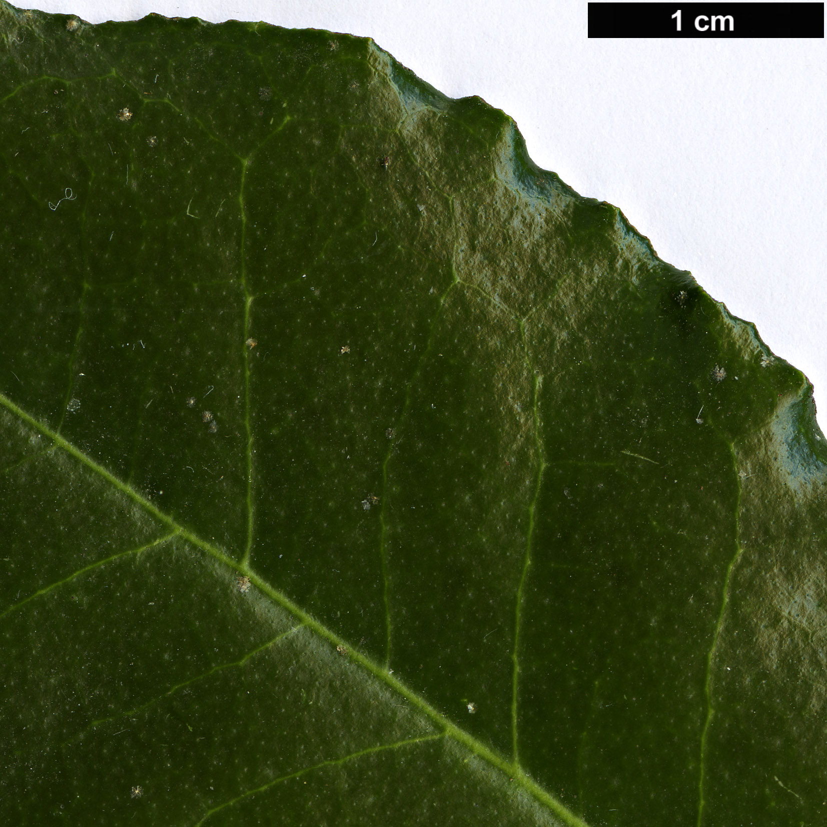 High resolution image: Family: Elaeagnaceae - Genus: Elaeagnus - Taxon: pungens