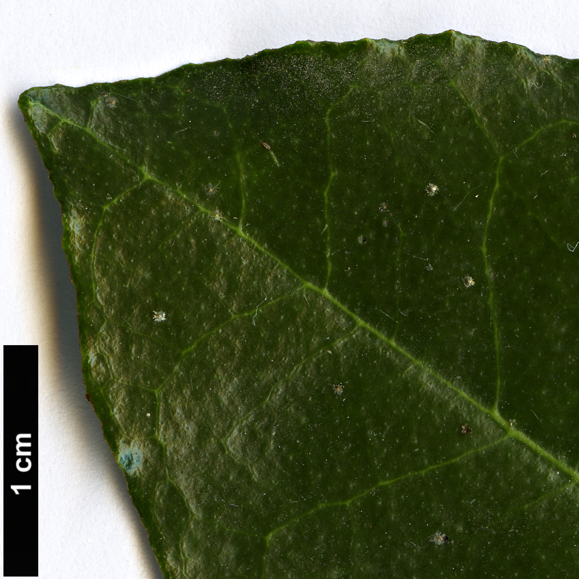 High resolution image: Family: Elaeagnaceae - Genus: Elaeagnus - Taxon: pungens