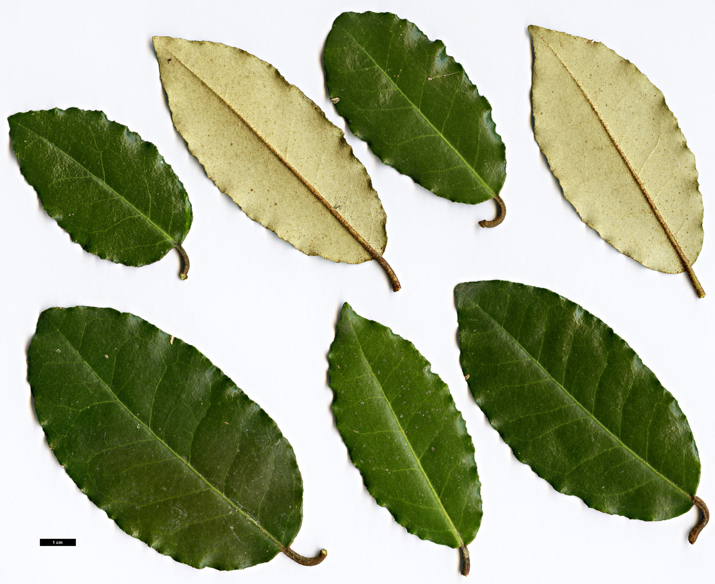 High resolution image: Family: Elaeagnaceae - Genus: Elaeagnus - Taxon: pungens