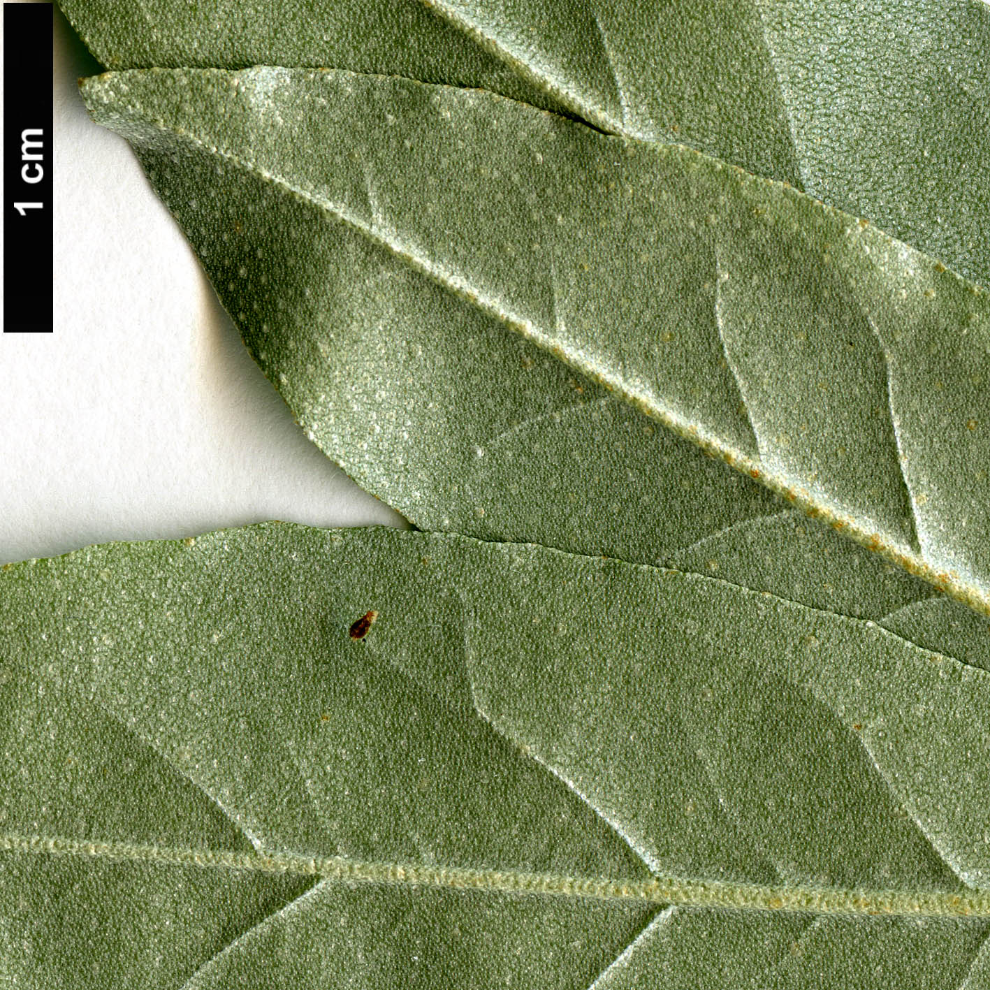 High resolution image: Family: Elaeagnaceae - Genus: Elaeagnus - Taxon: umbellata