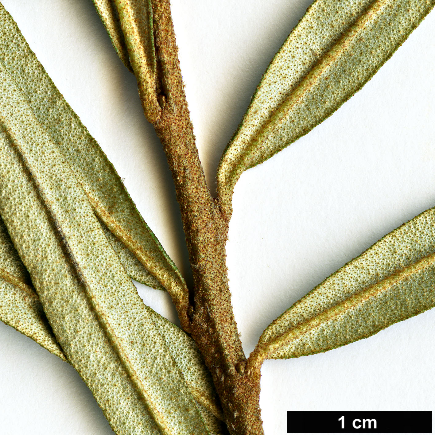 High resolution image: Family: Elaeagnaceae - Genus: Hippophae - Taxon: rhamnoides