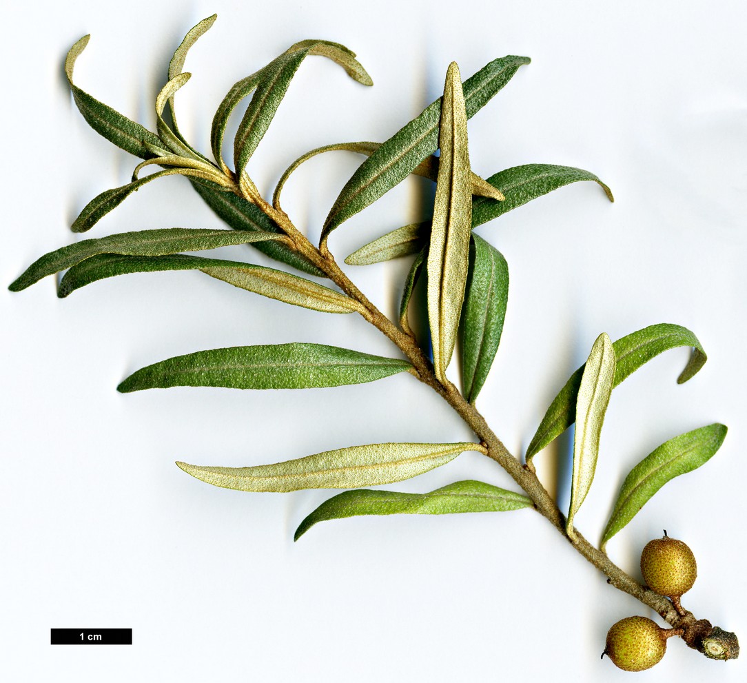 High resolution image: Family: Elaeagnaceae - Genus: Hippophae - Taxon: rhamnoides
