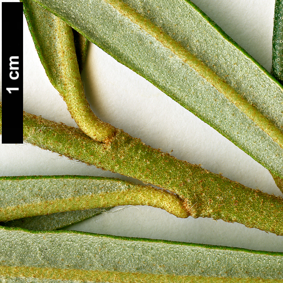 High resolution image: Family: Elaeagnaceae - Genus: Hippophae - Taxon: salicifolia